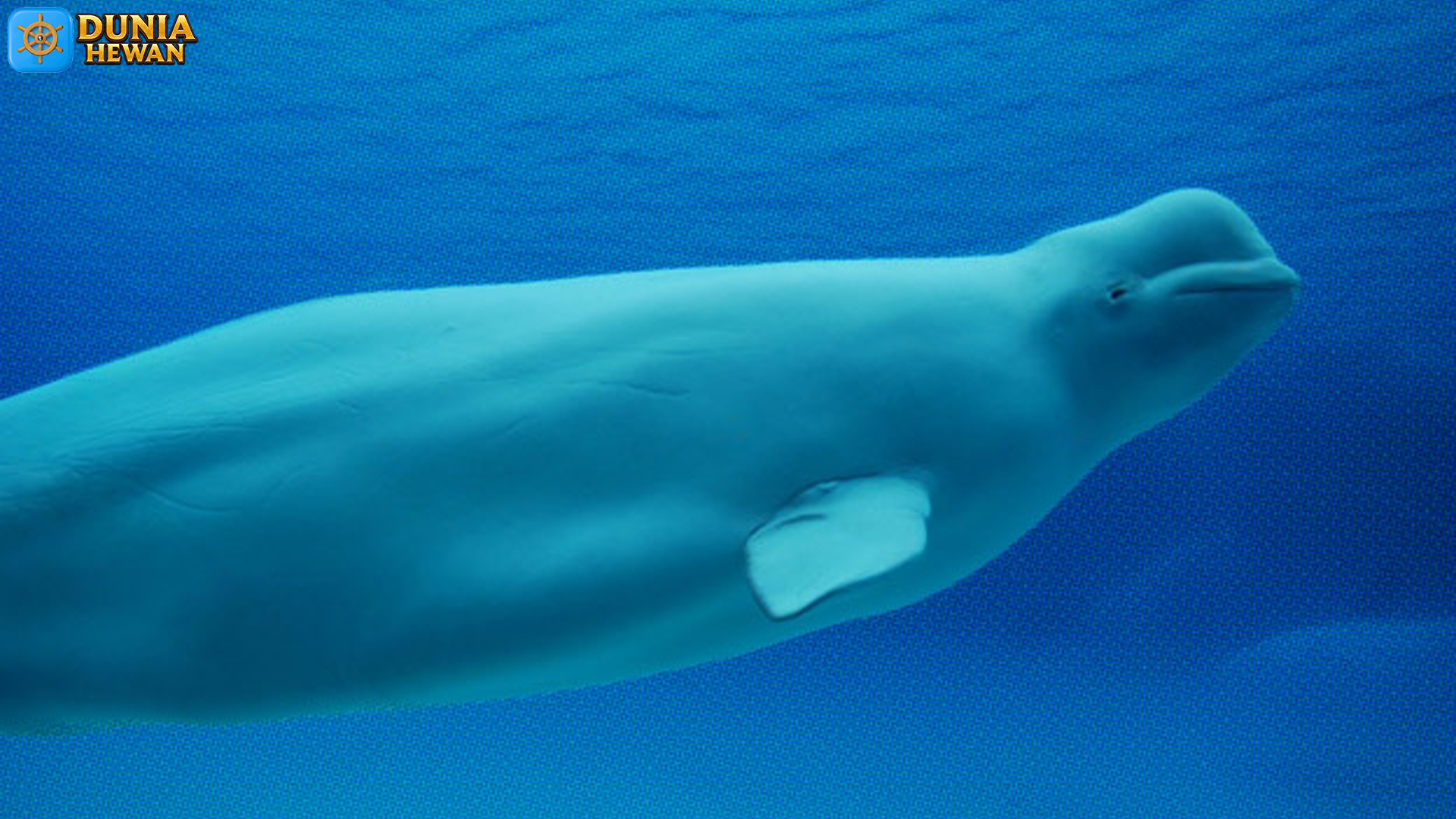 Paus Beluga: Sosok Putih yang Menghidupkan Laut Arktik