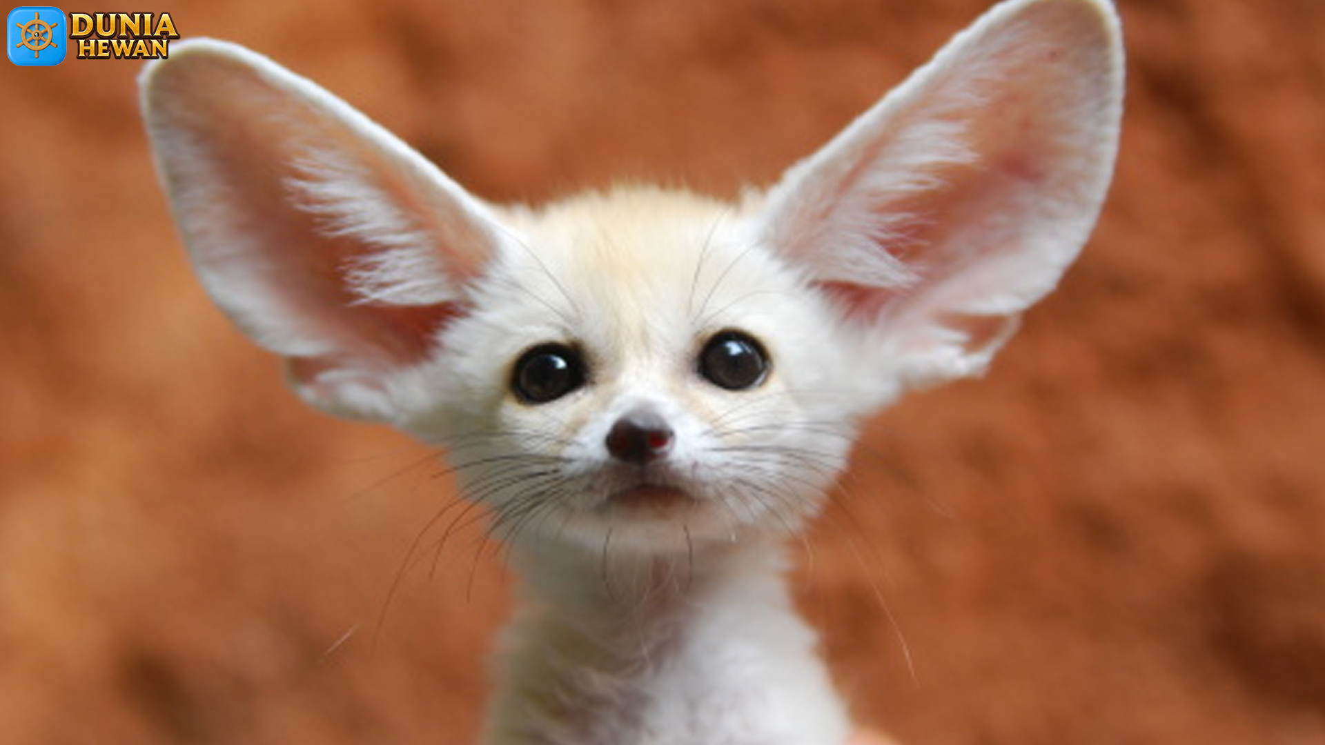 Rubah Fennec dan 3 Adaptasi Pintar untuk Hidup di Gurun