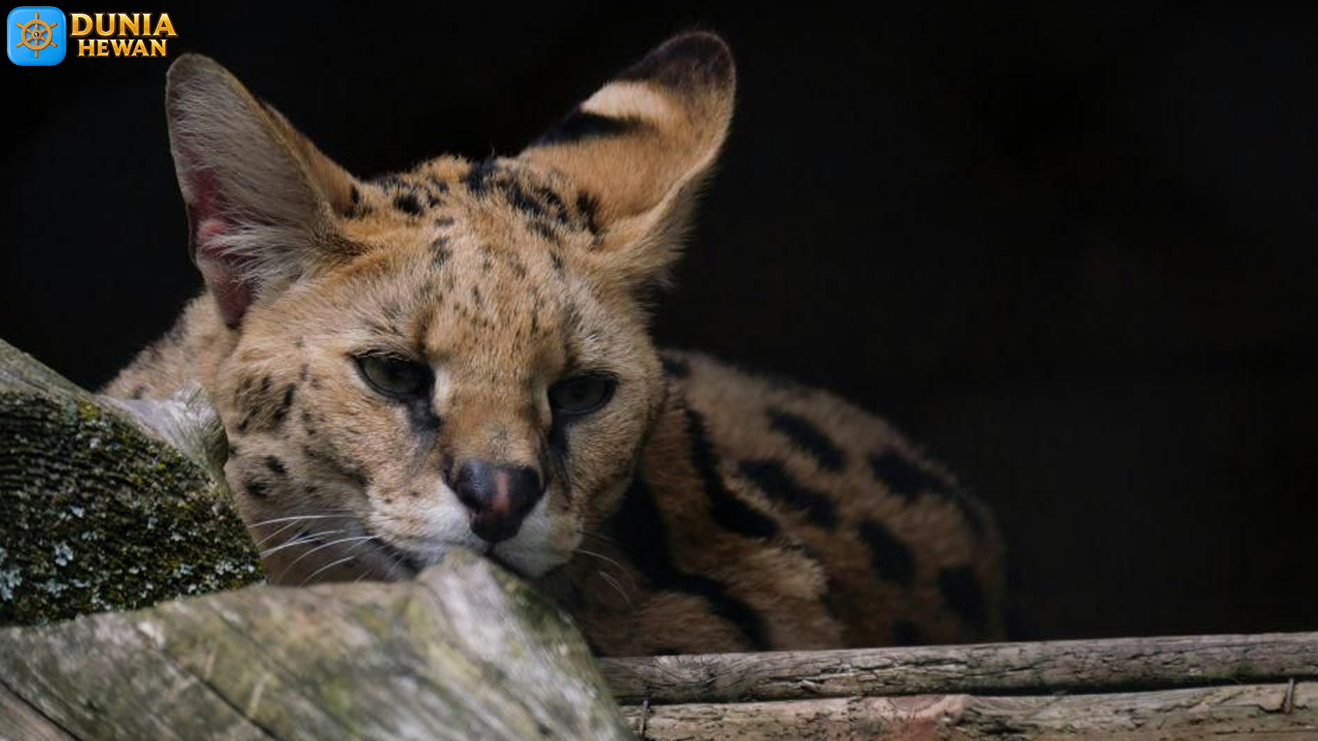 Serval Lincah: 6 Adaptasi yang Membuatnya Pemburu Ulung