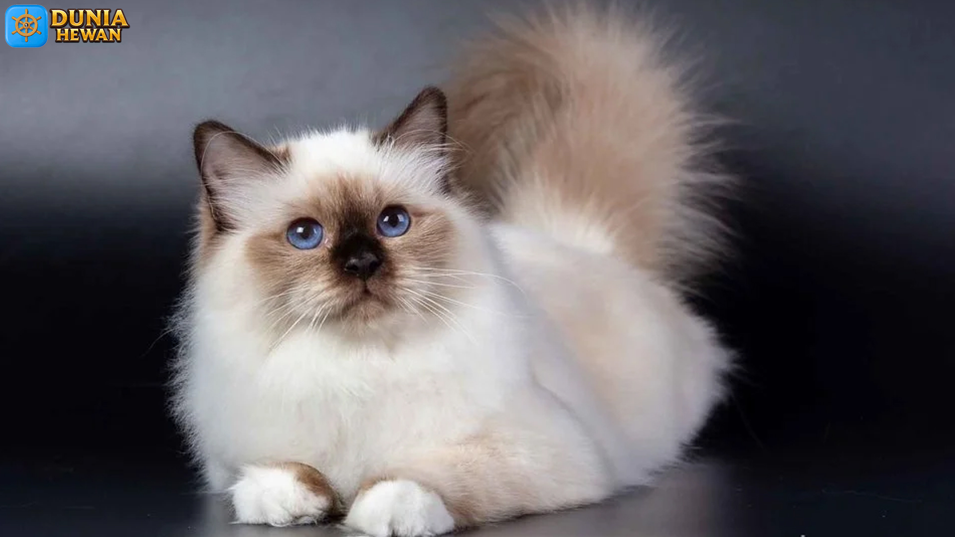 Kucing Himalaya dan 3 Hal Unik yang Bikin Mereka Spesial