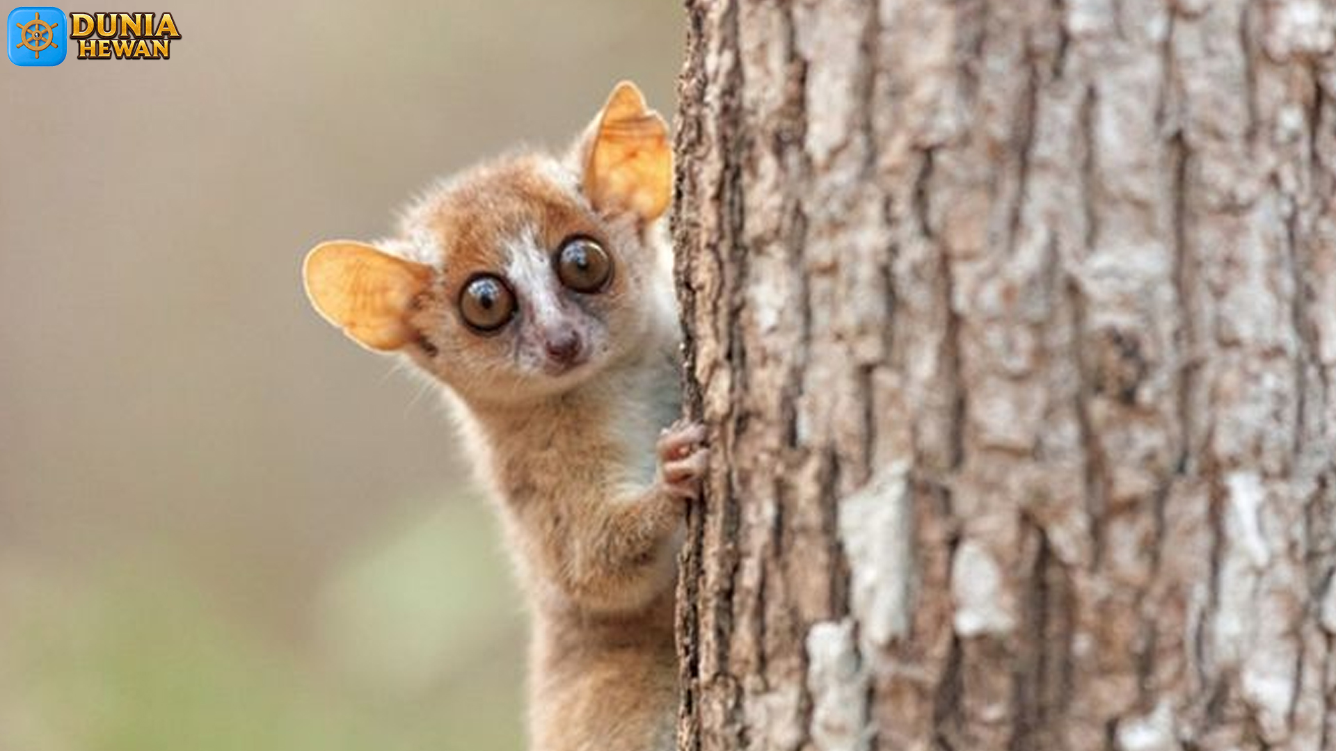 Mengenal Lemur Tikus: 3 Rahasia Kecil dari Primata Mini