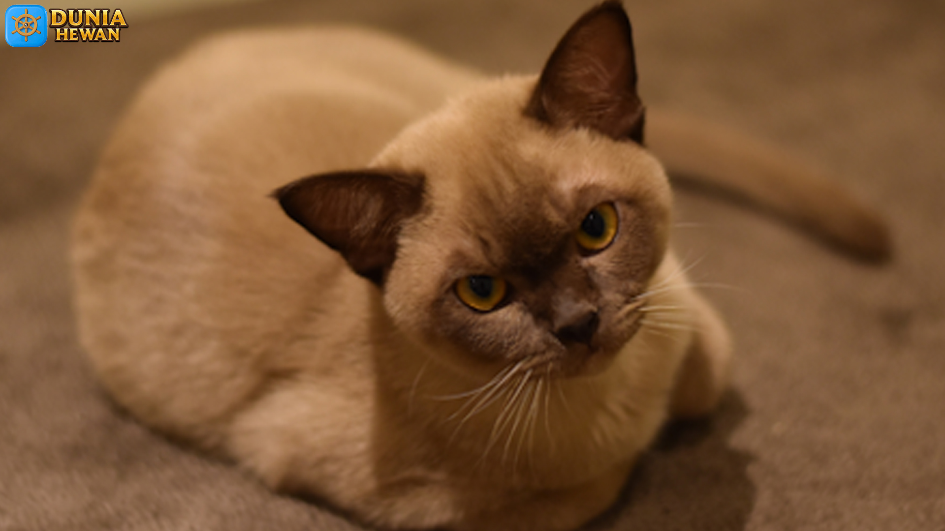 Mengenal Kucing Burma, Sahabat Lincah dengan Bulu Cantik