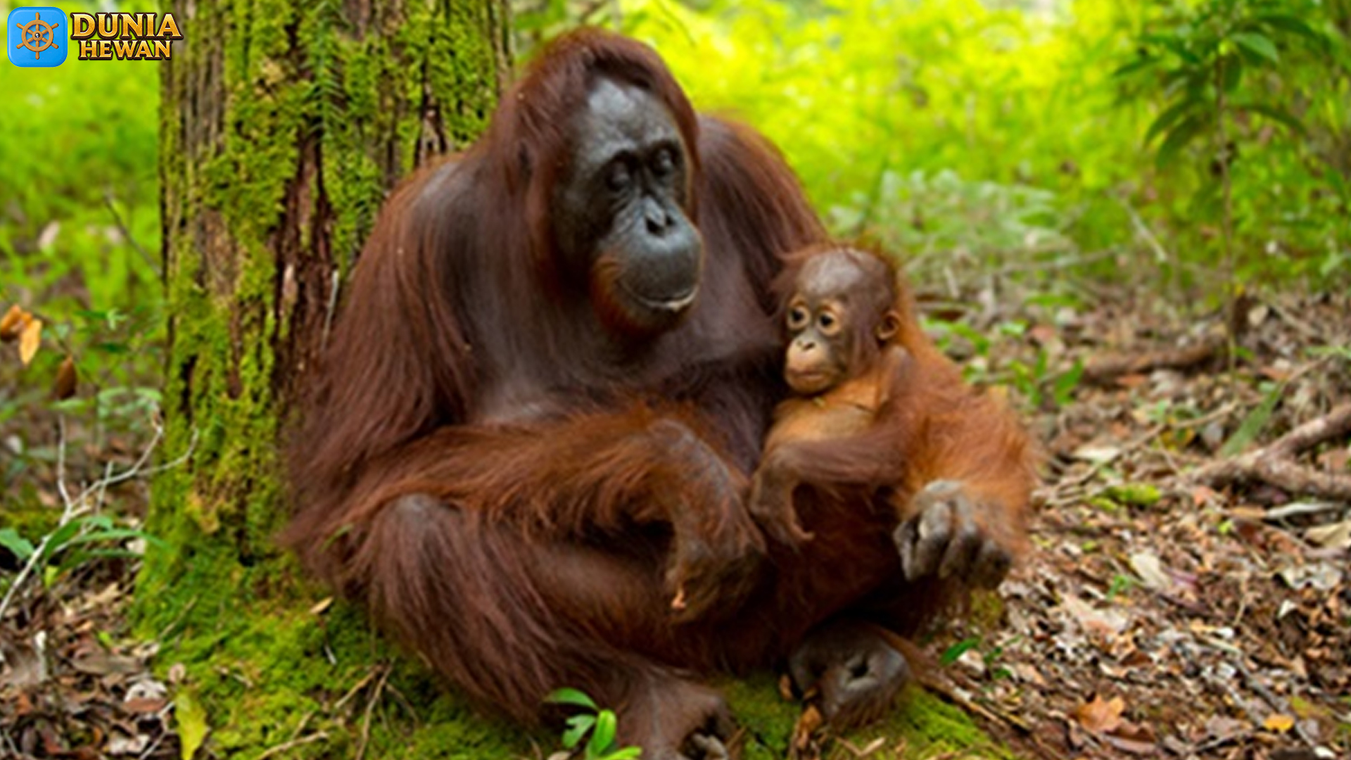 Orang Utan Kalimantan, Primata Endemik yang Menawan Hati