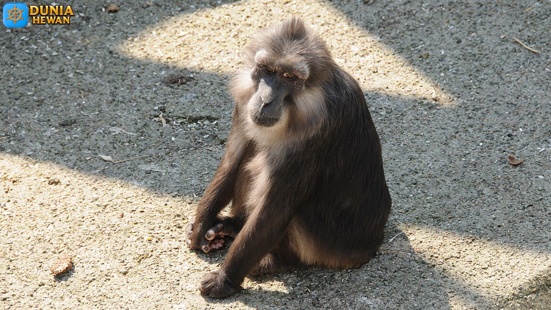 Mengenal Macaca Tonkeana: Primata Unik dari Sulawesi Utara