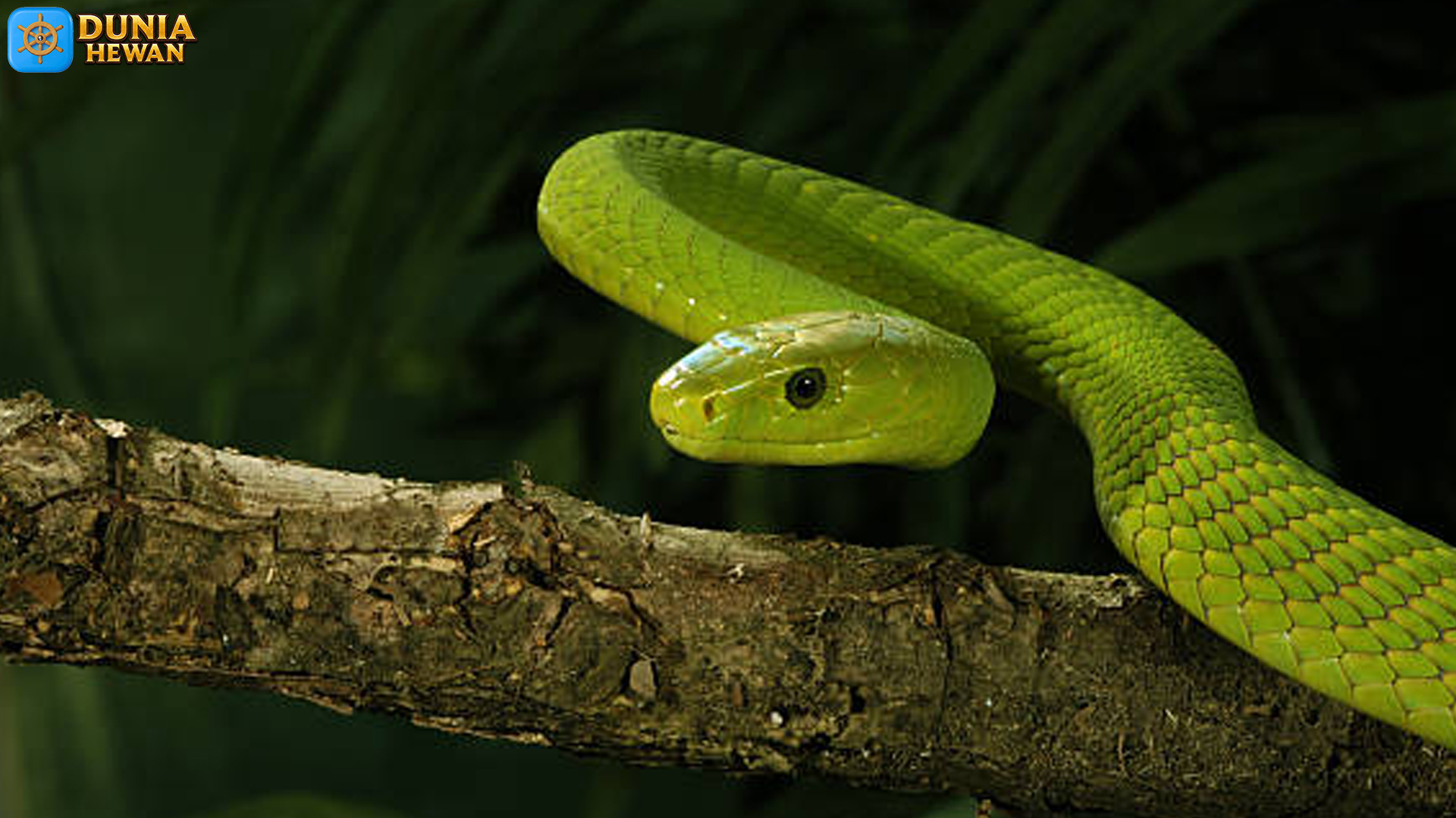 Ular Mamba Hijau Timur: Kombinasi Lincah dan Mematikan