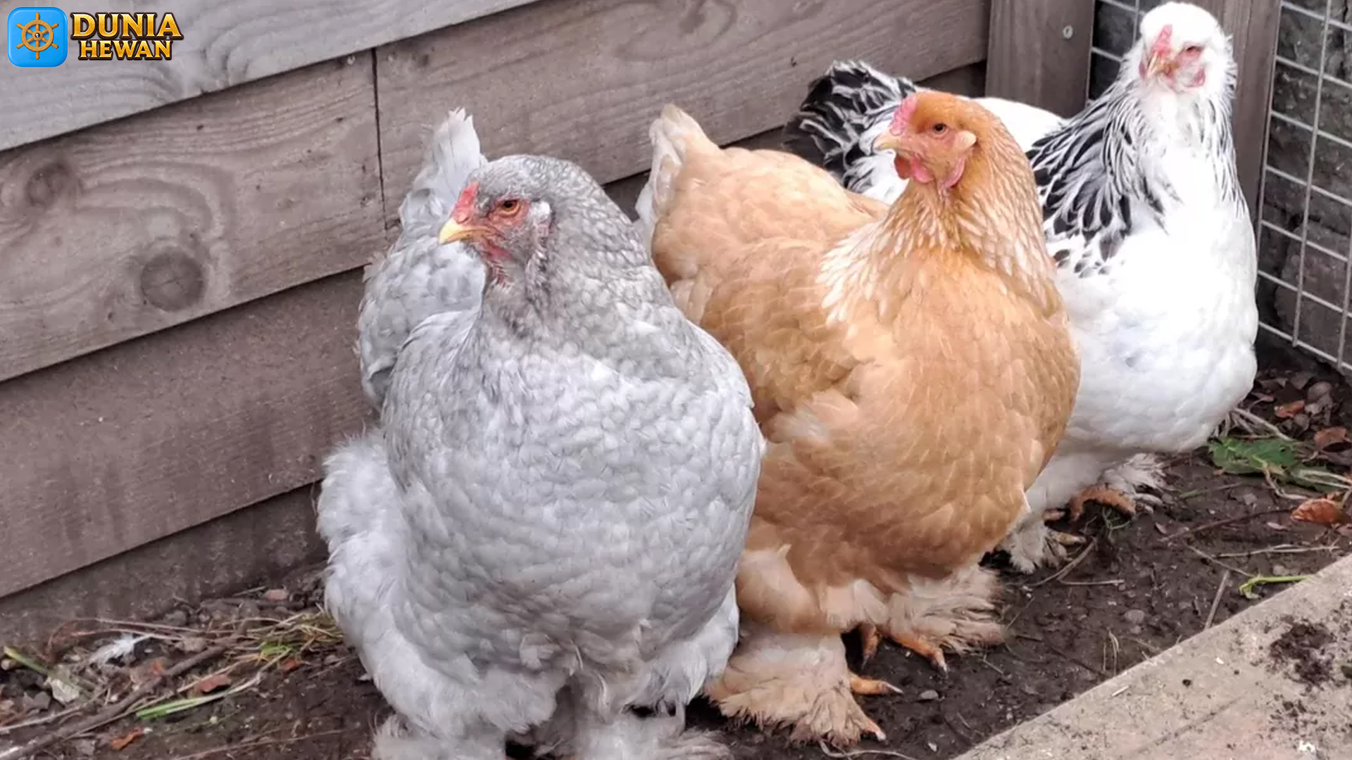 Mengulik Keistimewaan Ayam Brahma, Raksasa Berbulu Berkelas