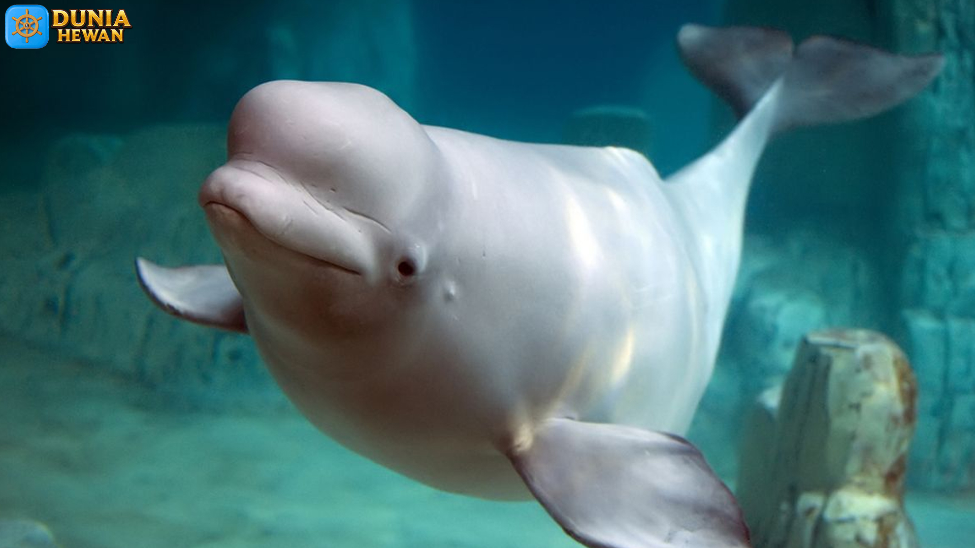 Paus Beluga: Sosok Putih yang Menghidupkan Laut Arktik