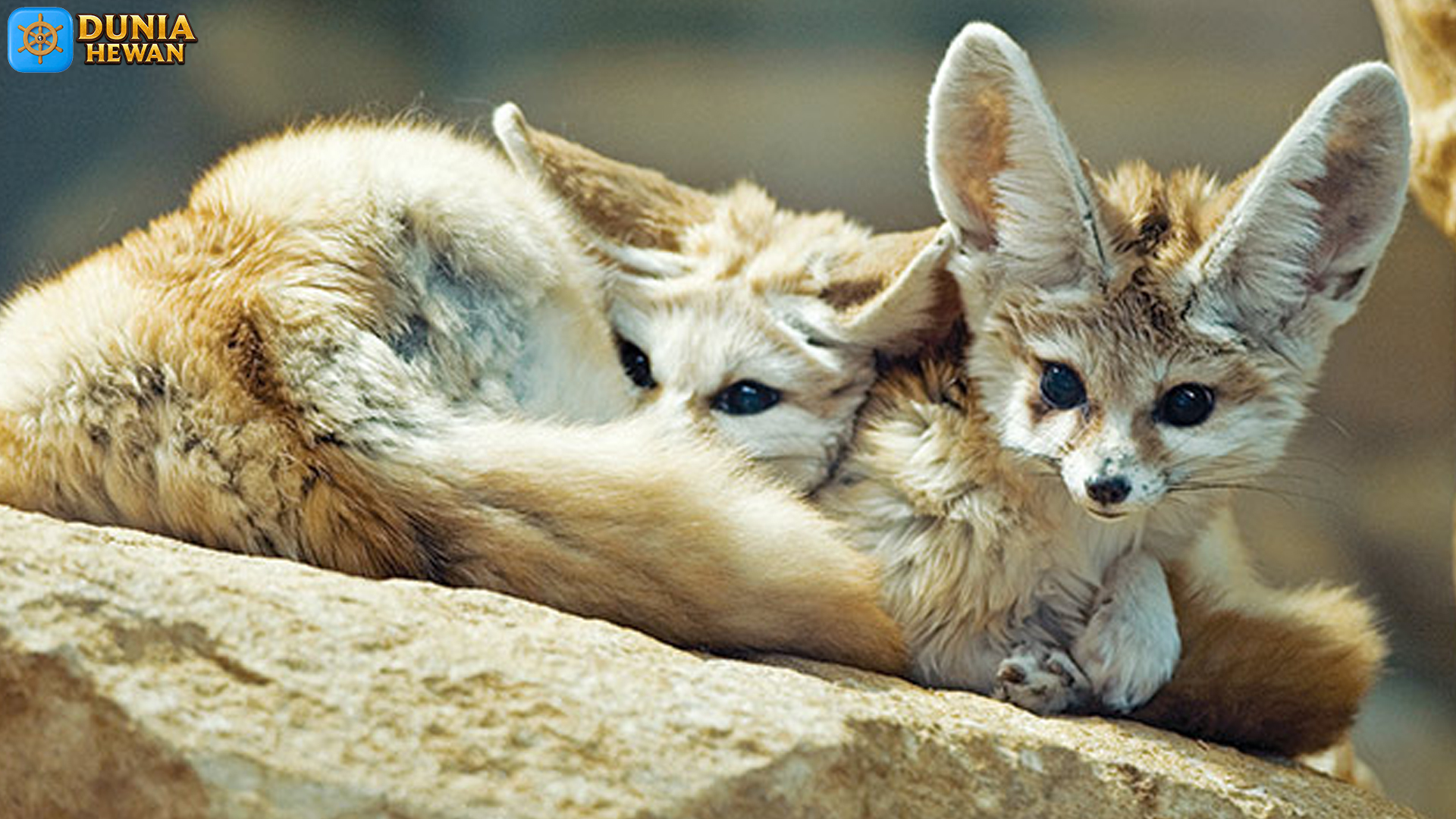 Rubah Fennec dan 3 Adaptasi Pintar untuk Hidup di Gurun