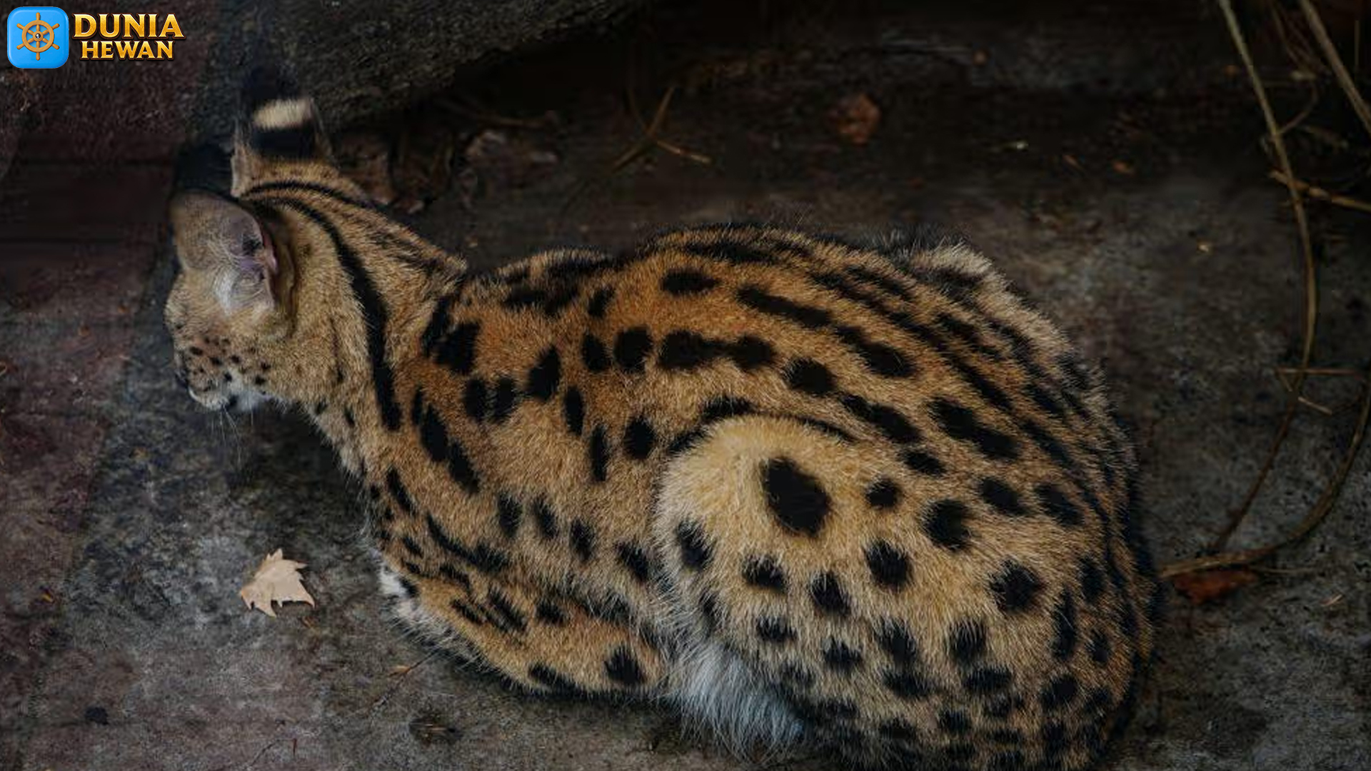 Serval Lincah: 6 Adaptasi yang Membuatnya Pemburu Ulung