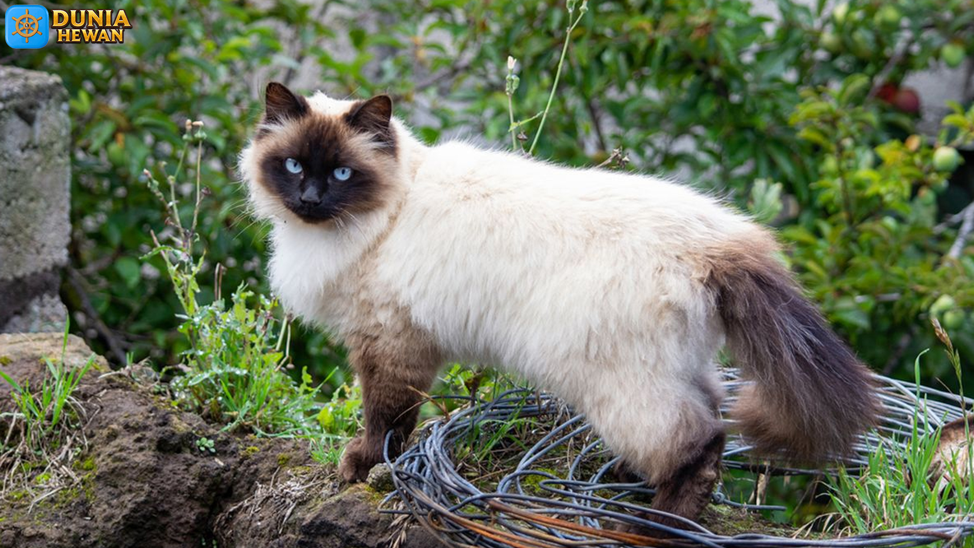 Kucing Himalaya dan 3 Hal Unik yang Bikin Mereka Spesial
