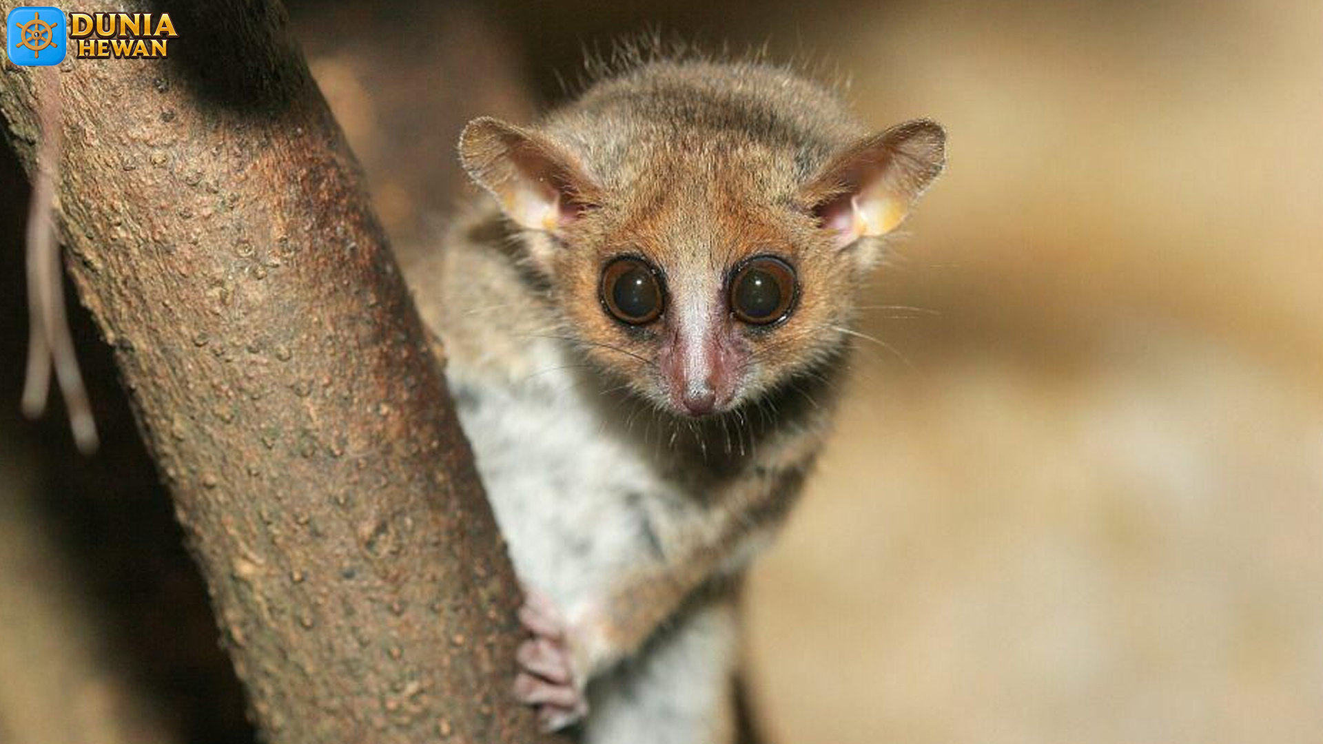 Mengenal Lemur Tikus: 3 Rahasia Kecil dari Primata Mini