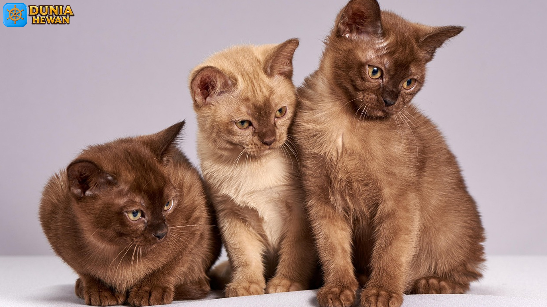 Mengenal Kucing Burma, Sahabat Lincah dengan Bulu Cantik