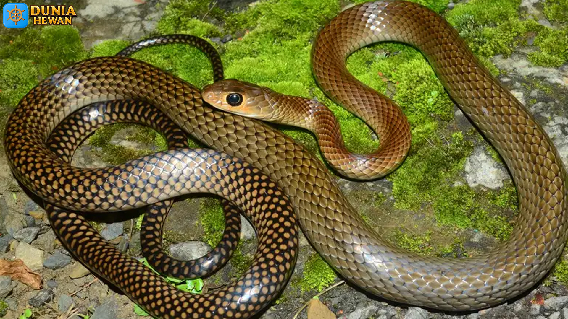 Mengintip Dunia Ular Jali, Sang Seniman Pola di Hutan