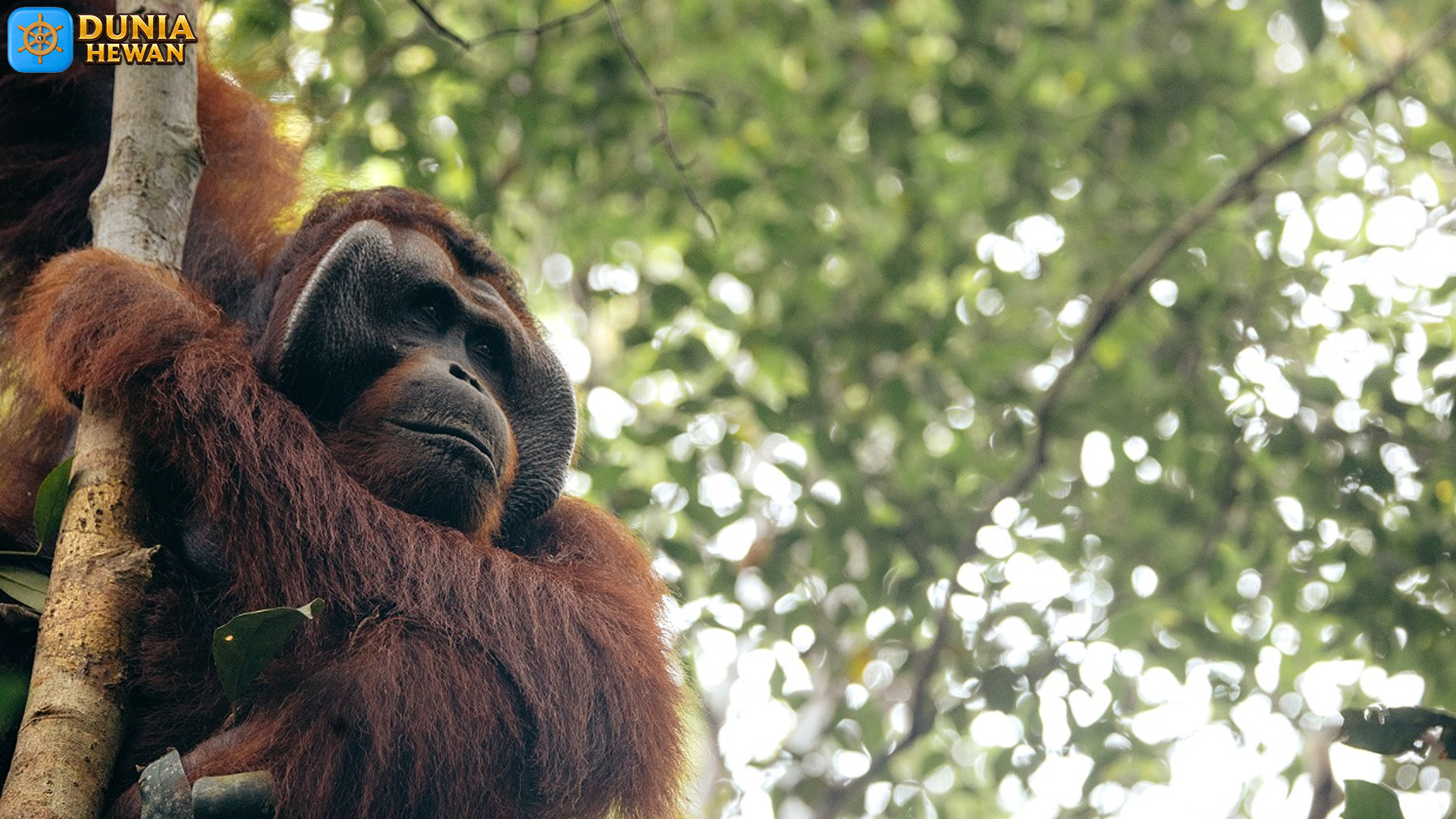 Orang Utan Kalimantan, Primata Endemik yang Menawan Hati