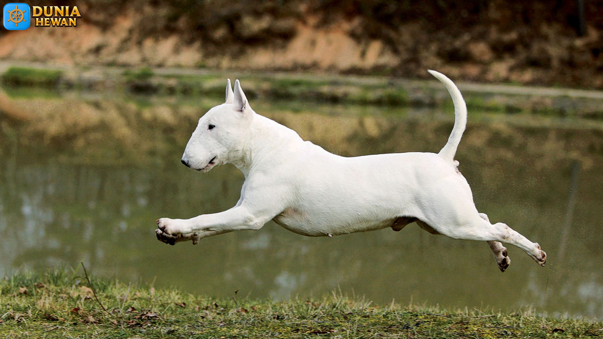 Bull Terrier, Anjing Eksentrik dengan Pesona Tersendiri