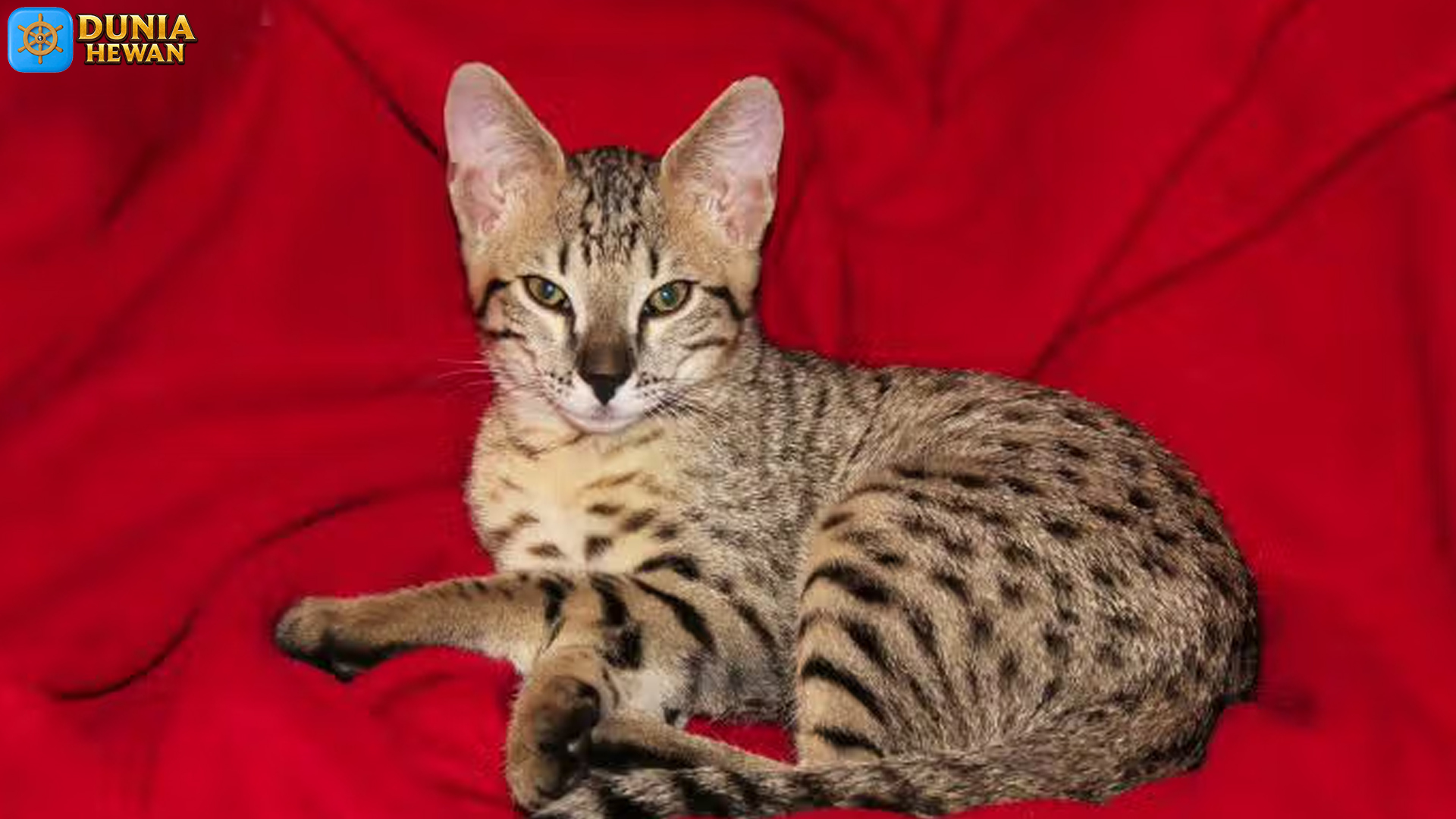 Kucing Savannah, Si Raja Berbulu dengan Gaya dan Sikap Unik