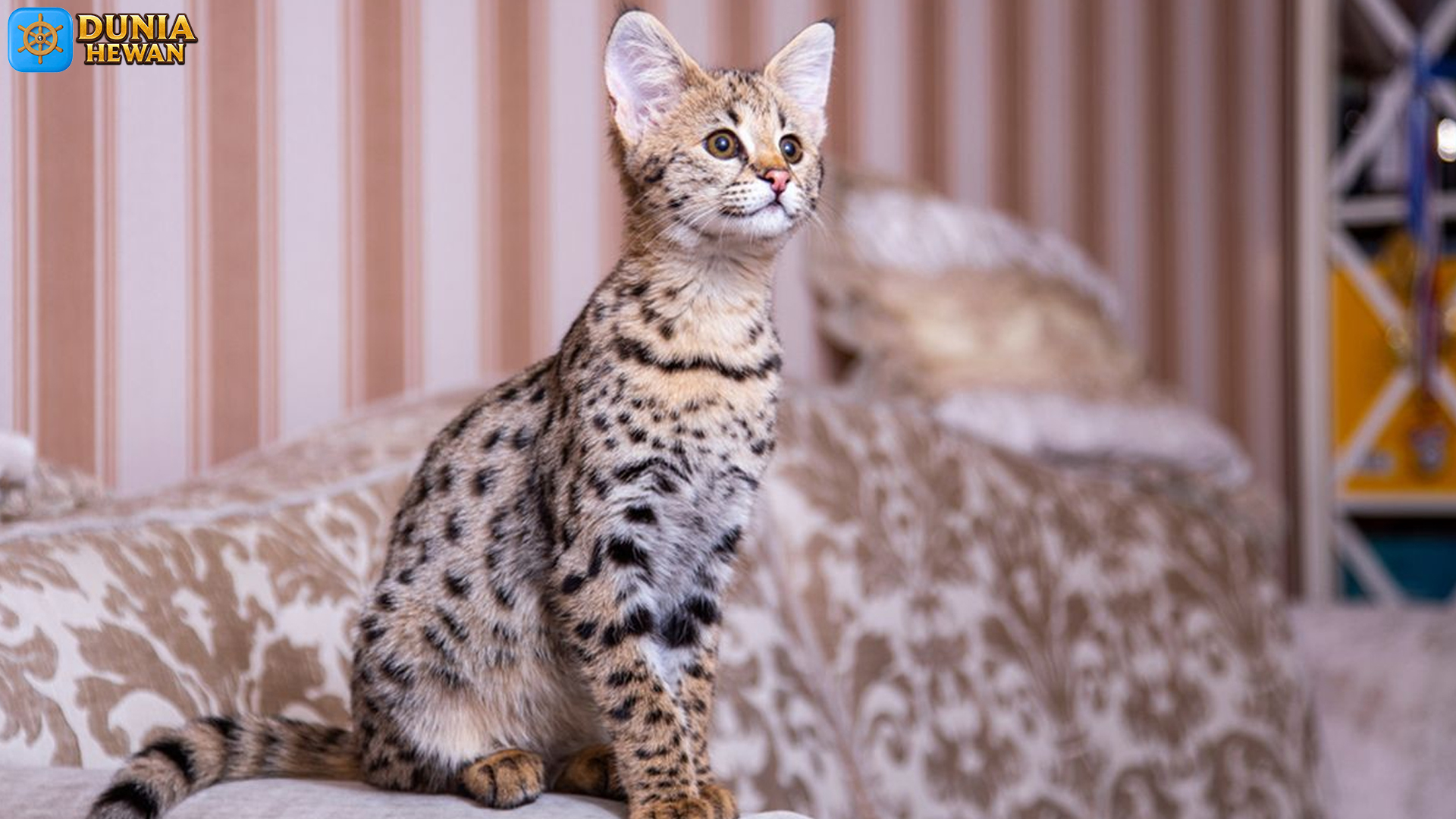 Kucing Savannah, Si Raja Berbulu dengan Gaya dan Sikap Unik