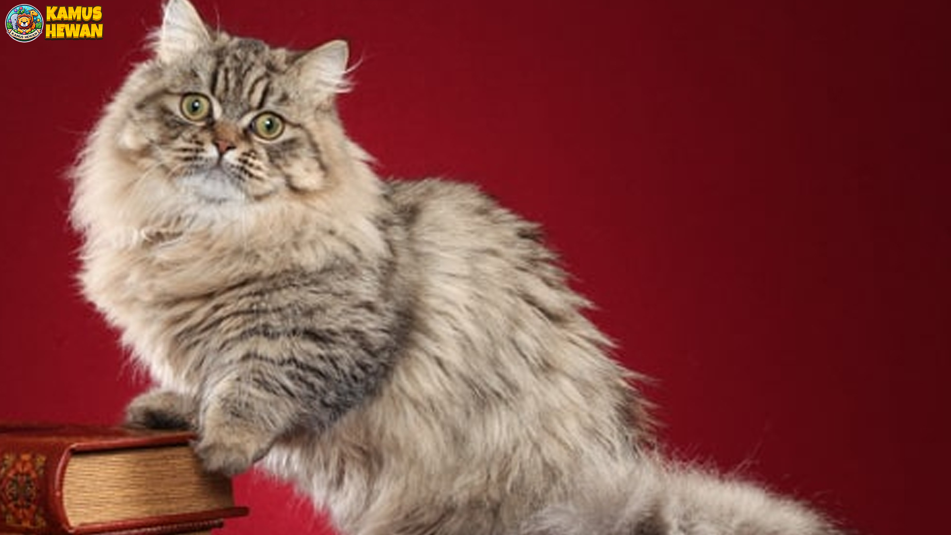 Mengenal Ragamuffin: 5 Fakta Menarik Tentang Kucing Lembut