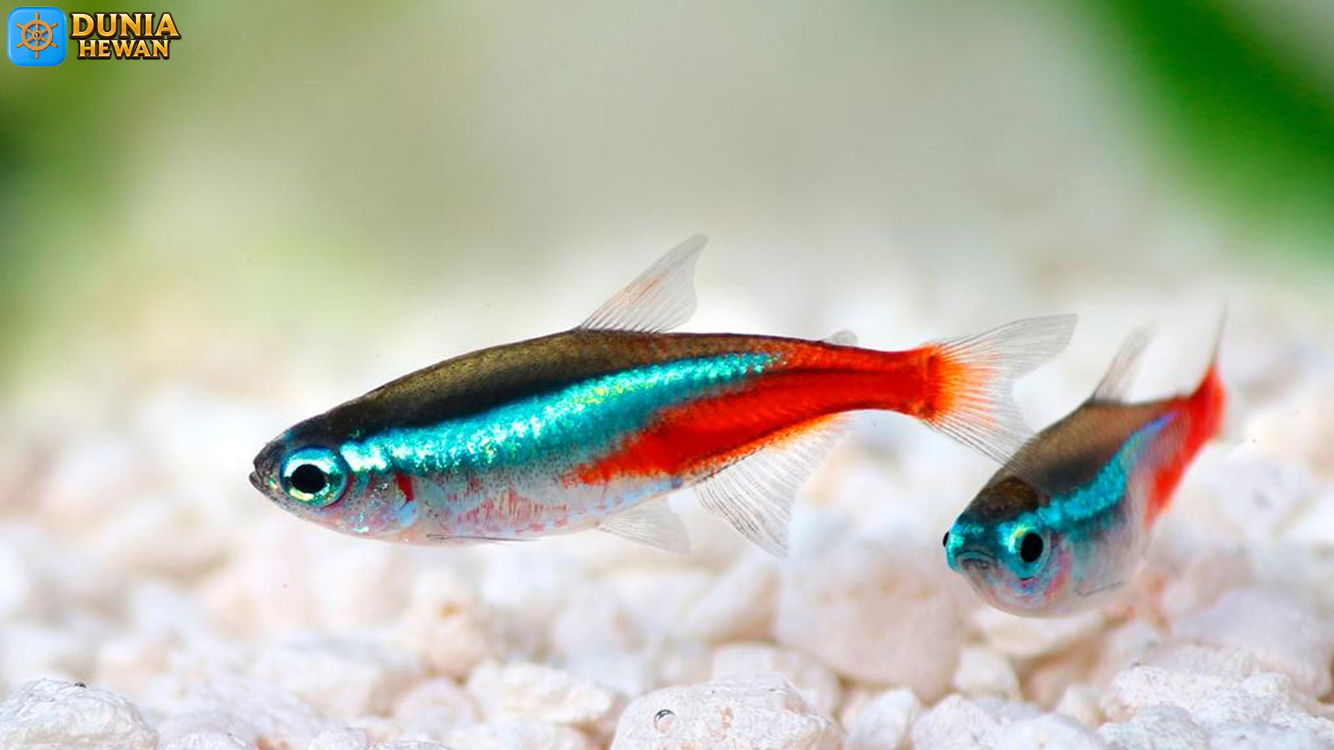 Mengenal Ikan Tetra Neon: 5 Hal Seru tentang Kehidupan Unik