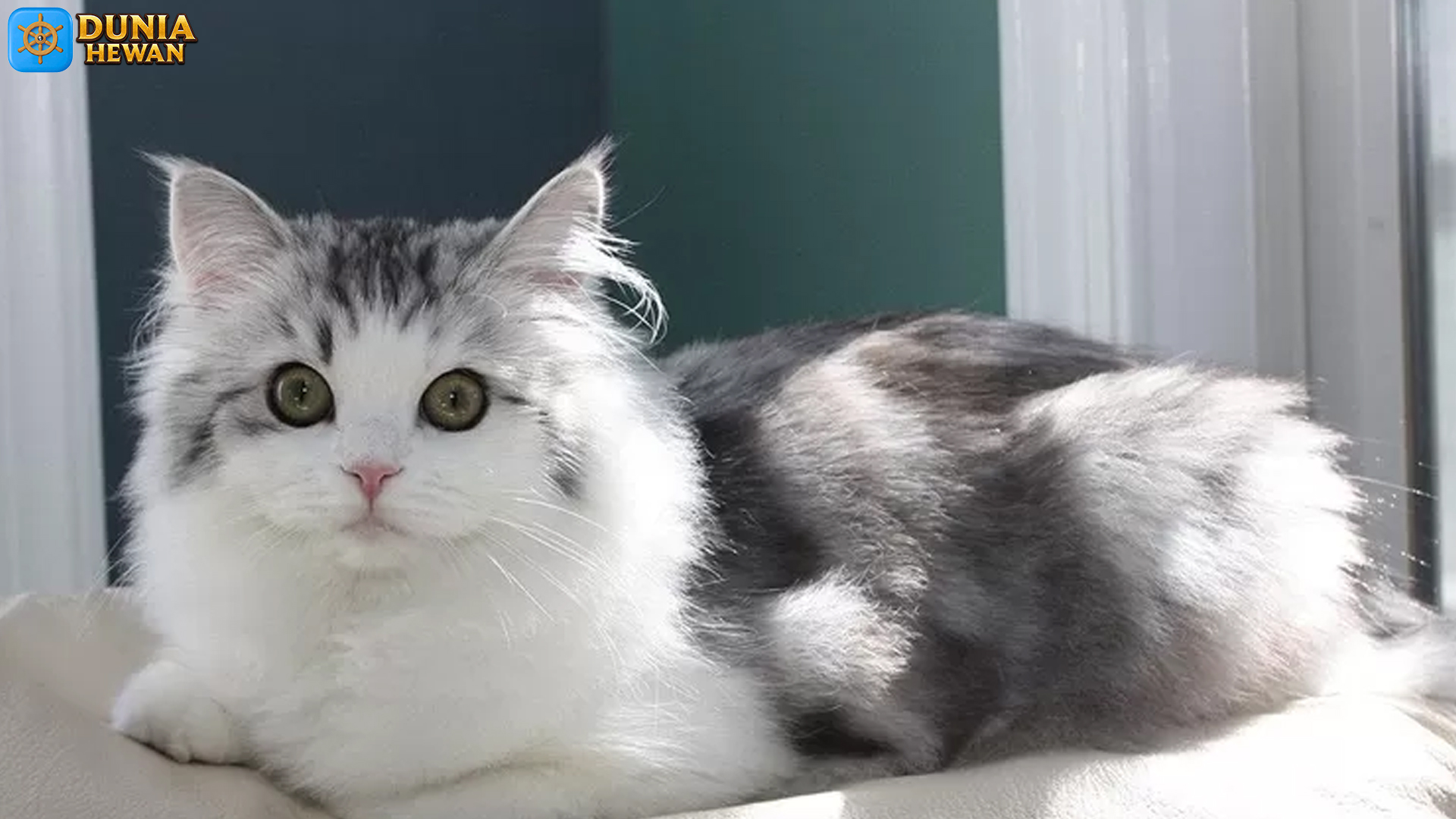 Mengenal Ragamuffin: 5 Fakta Menarik Tentang Kucing Lembut