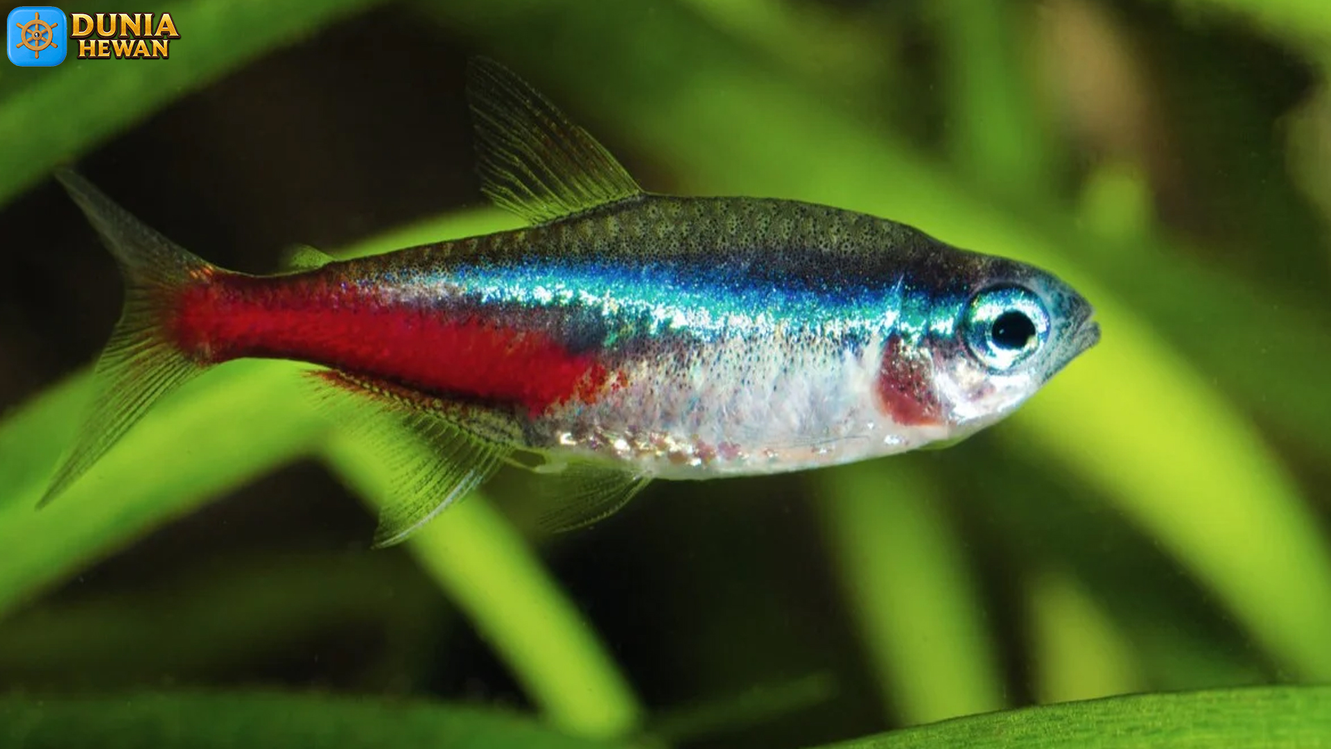 Mengenal Ikan Tetra Neon: 5 Hal Seru tentang Kehidupan Unik