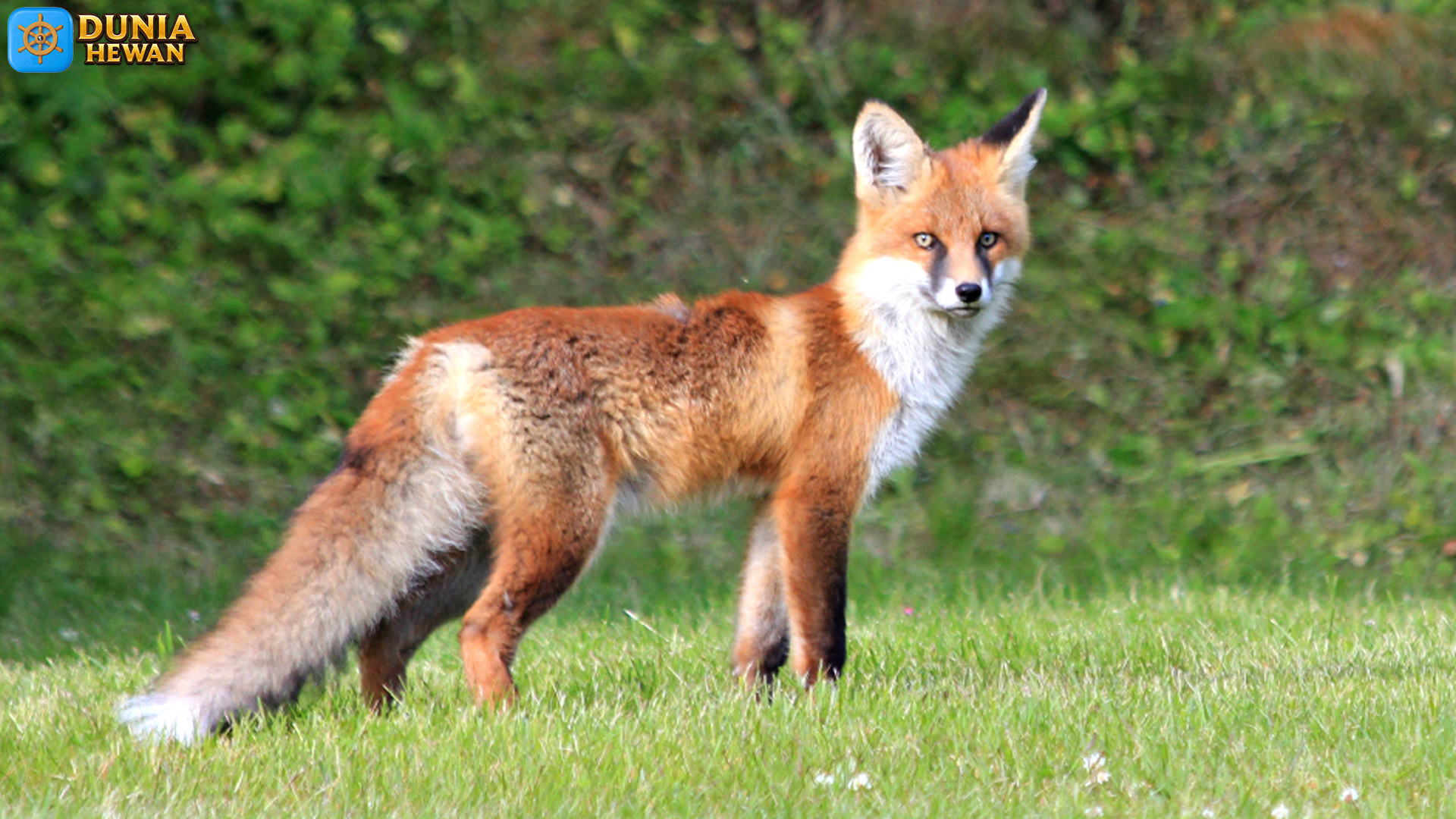 Vulpes: 3 Perilaku Cerdas yang Mengubah Persepsi tentang Rubah