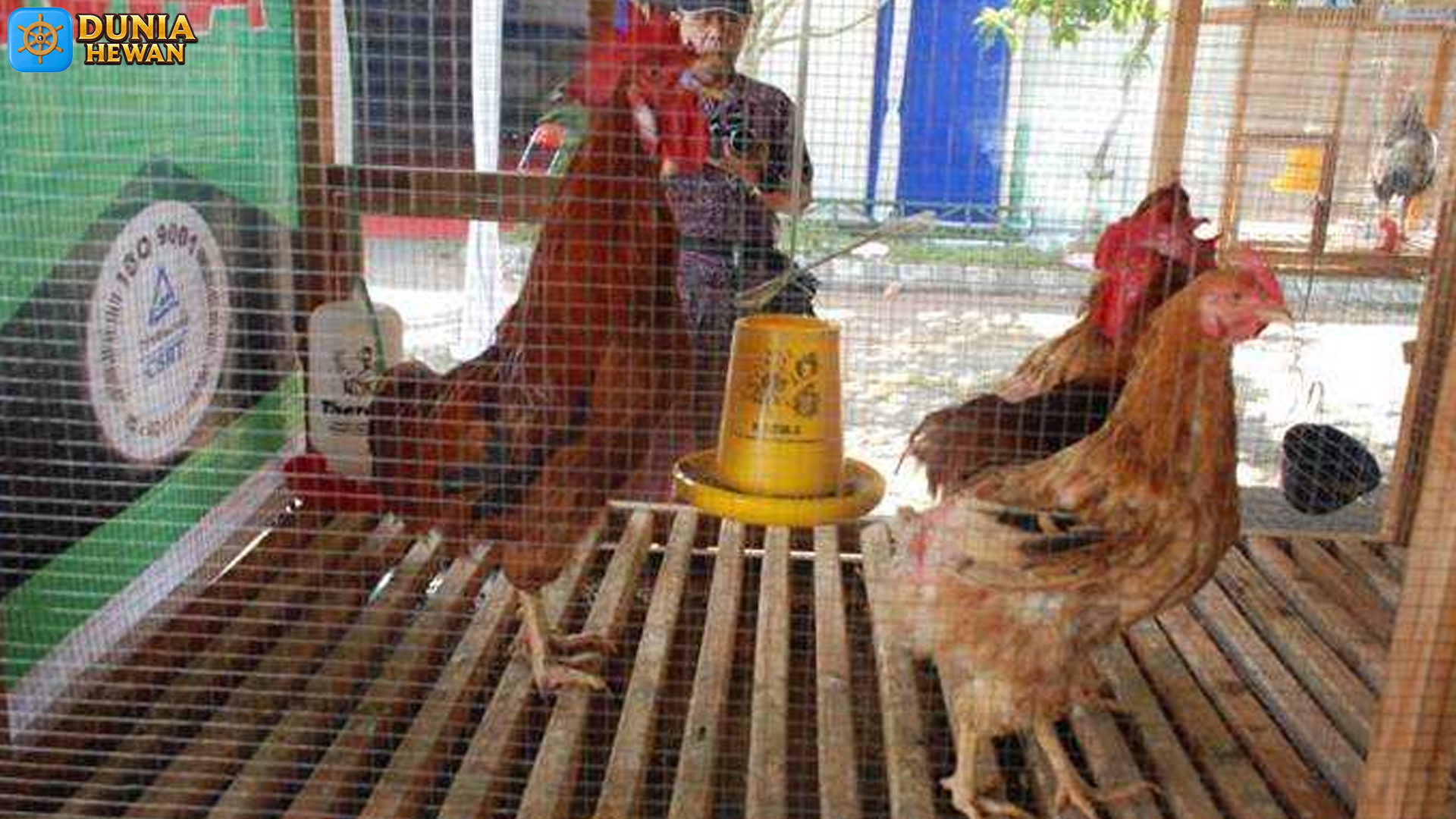 Rahasia Ayam Nunukan Terungkap Melalui 6 Karakteristik Unik