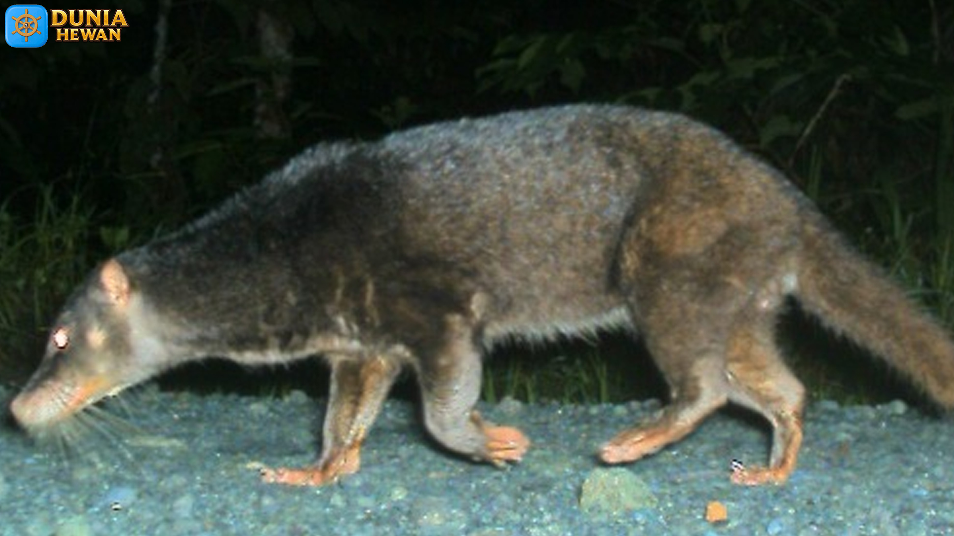 Musang Air dan 3 Perilaku Cerdas yang Meningkatkan Peluang