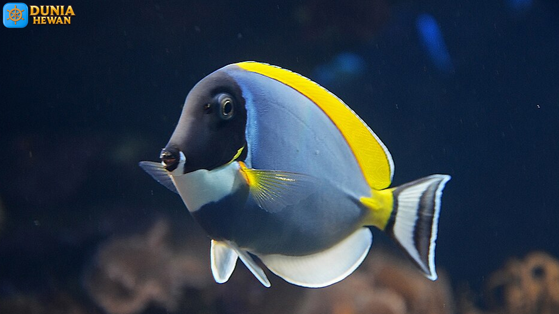 Ikan Botana Biru dan 4 Rahasia Adaptasi yang Membuatnya Unik