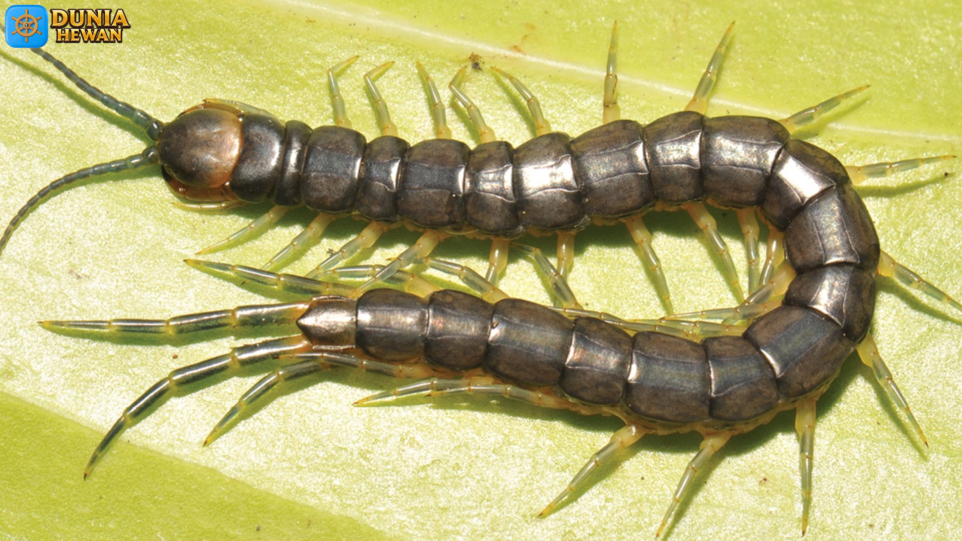 Scolopendra: 6 Keunikan Biologis yang Mengejutkan Peneliti Baru