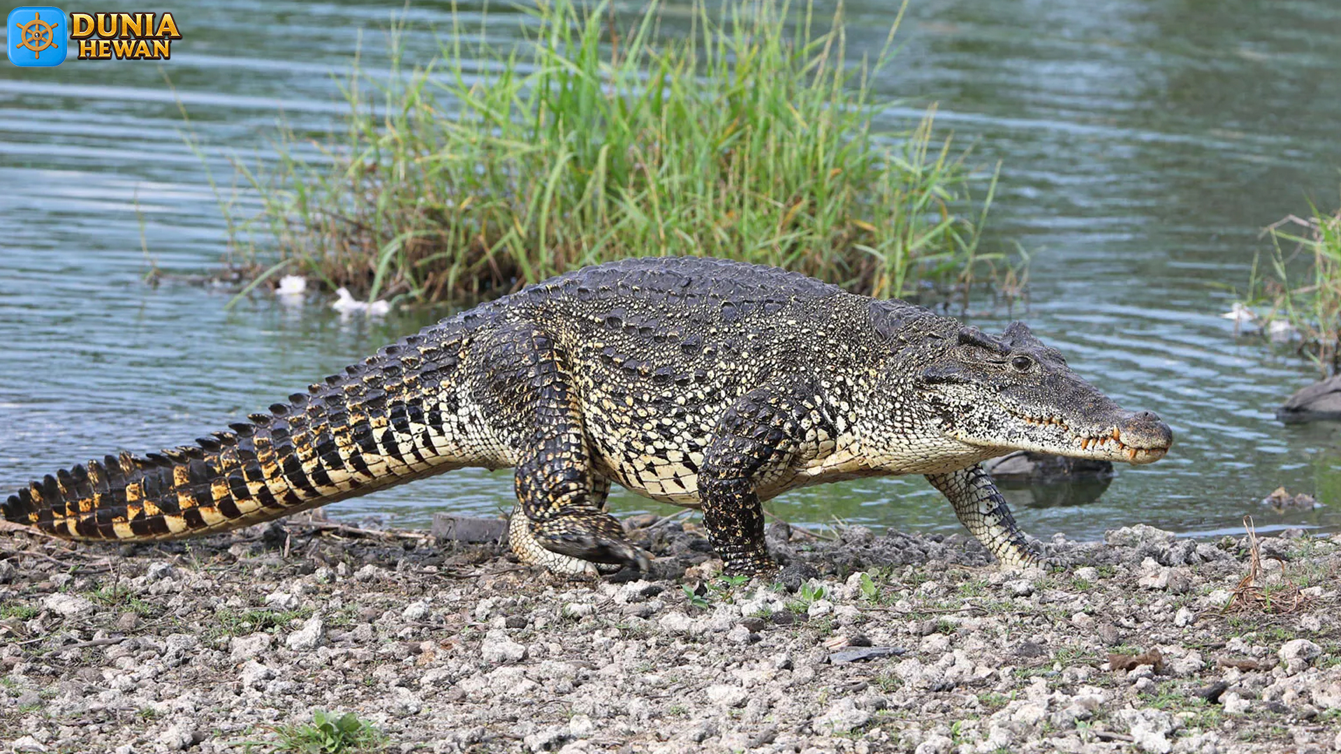 Buaya Kuba dan 5 Fakta Menarik yang Bikin Peneliti Tercengang