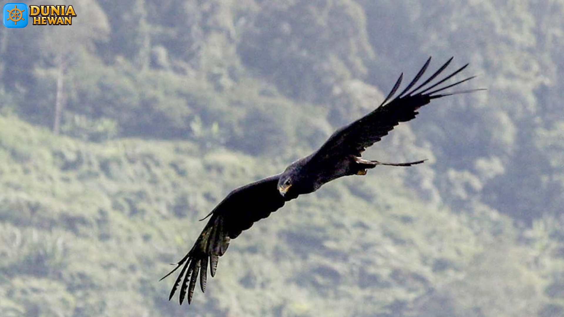 Perjalanan Elang Hitam Melintasi 3 Benua yang Mempesona