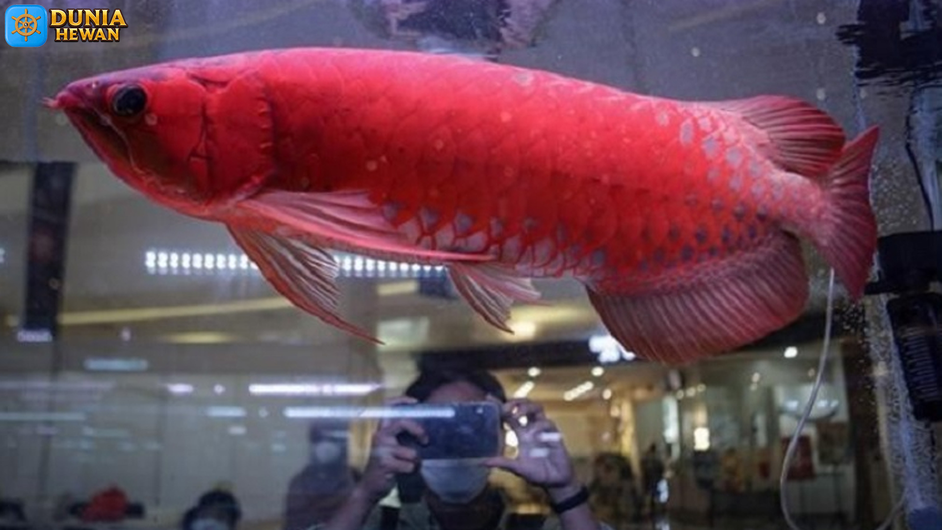 Tak Sekadar Ikan Hias, Ikan Siluk Merah Punya 5 Nilai Istimewa