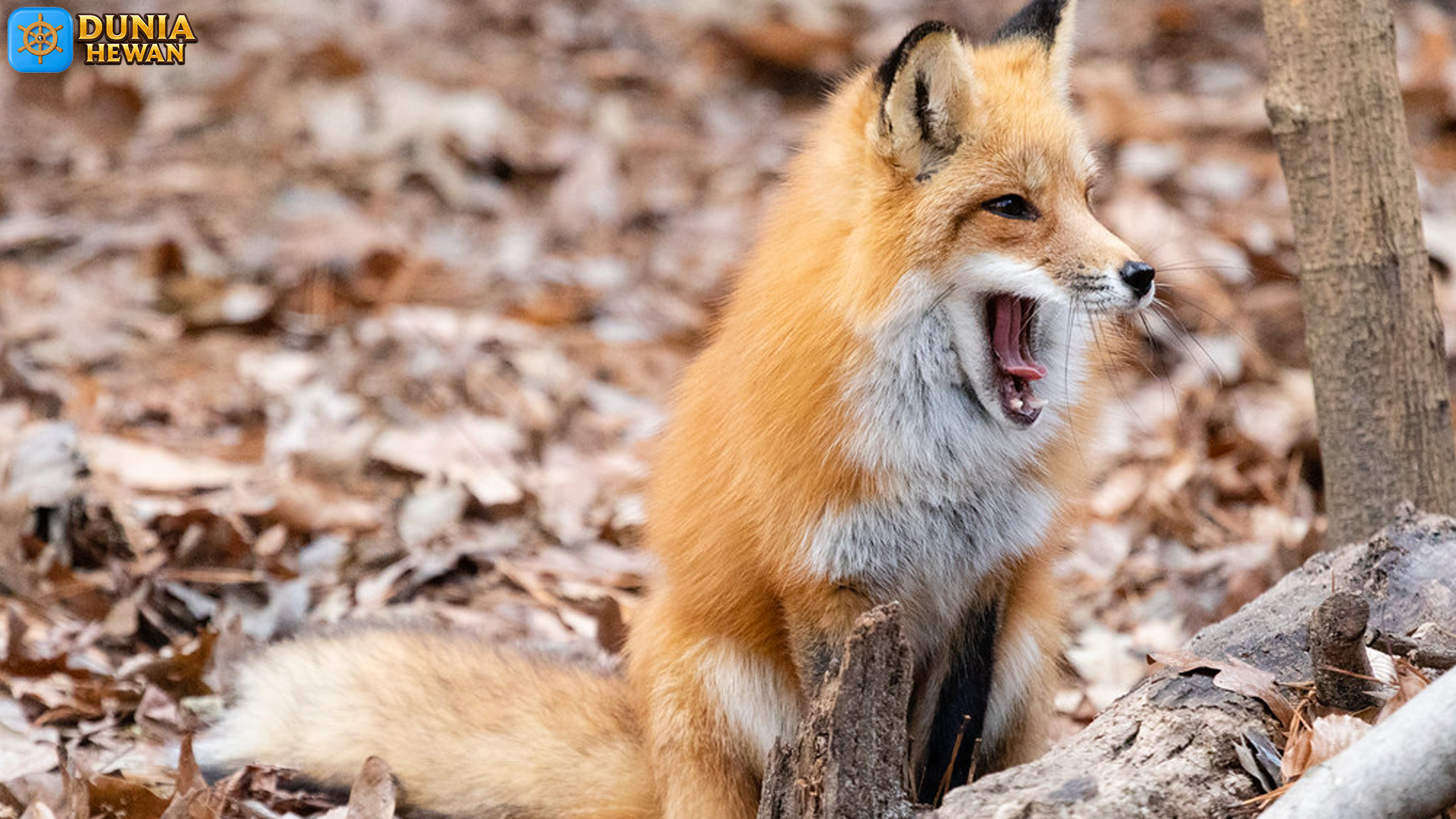 Vulpes: 3 Perilaku Cerdas yang Mengubah Persepsi tentang Rubah