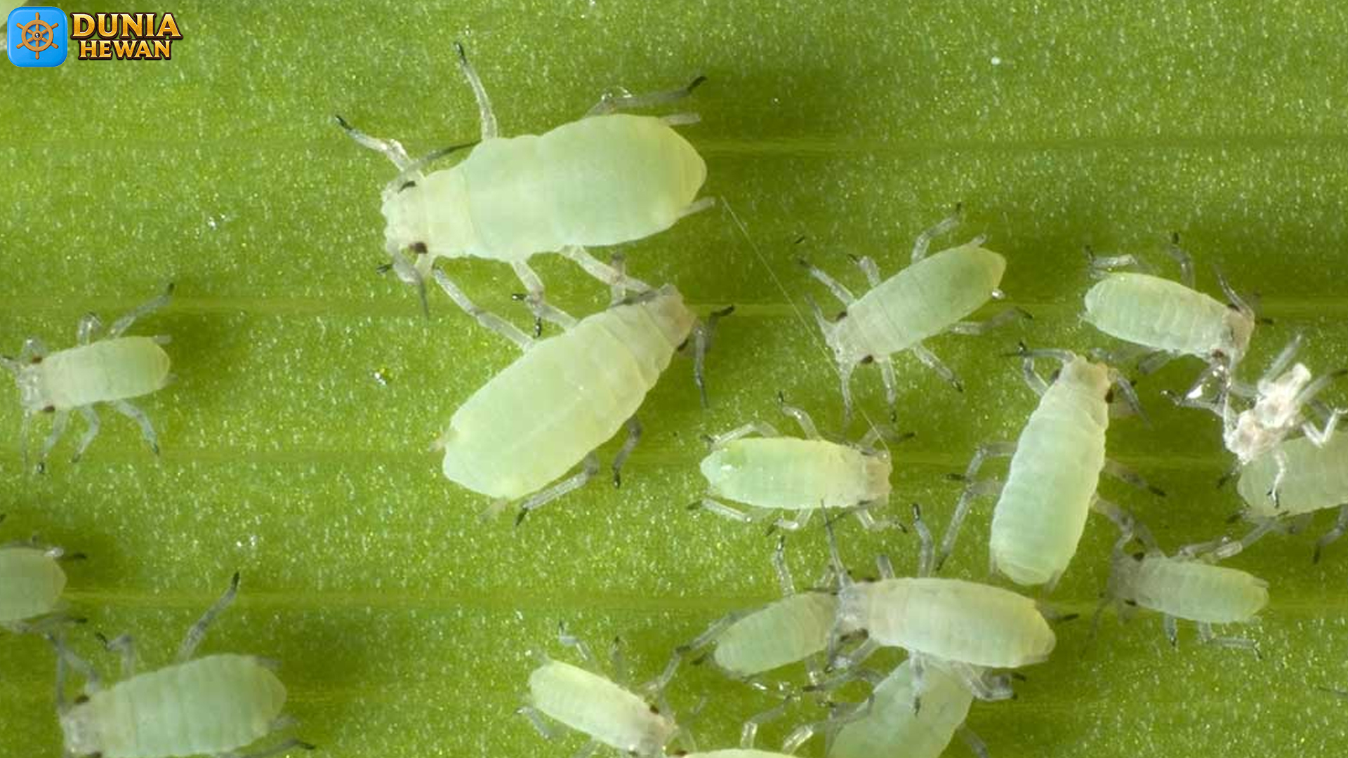 Dari Habitat Hingga Cara Hidup: 4 Fakta Kutu Daun yang Menarik