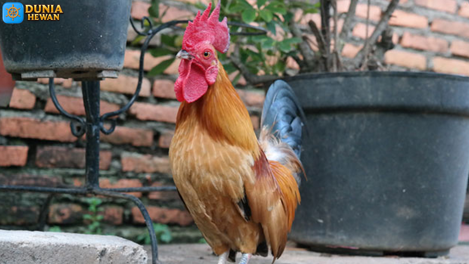 Rahasia Ayam Nunukan Terungkap Melalui 6 Karakteristik Unik