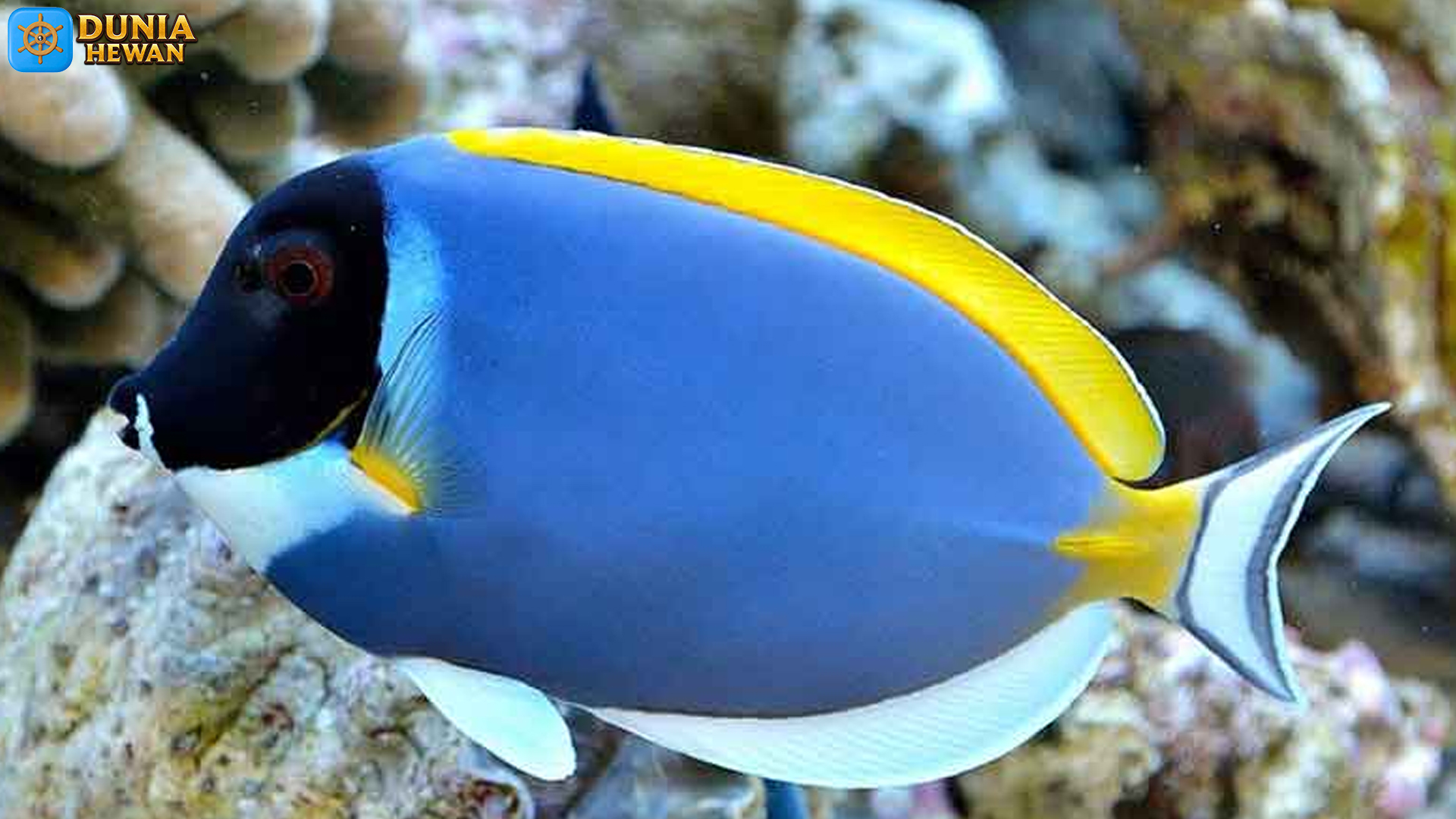 Ikan Botana Biru dan 4 Rahasia Adaptasi yang Membuatnya Unik
