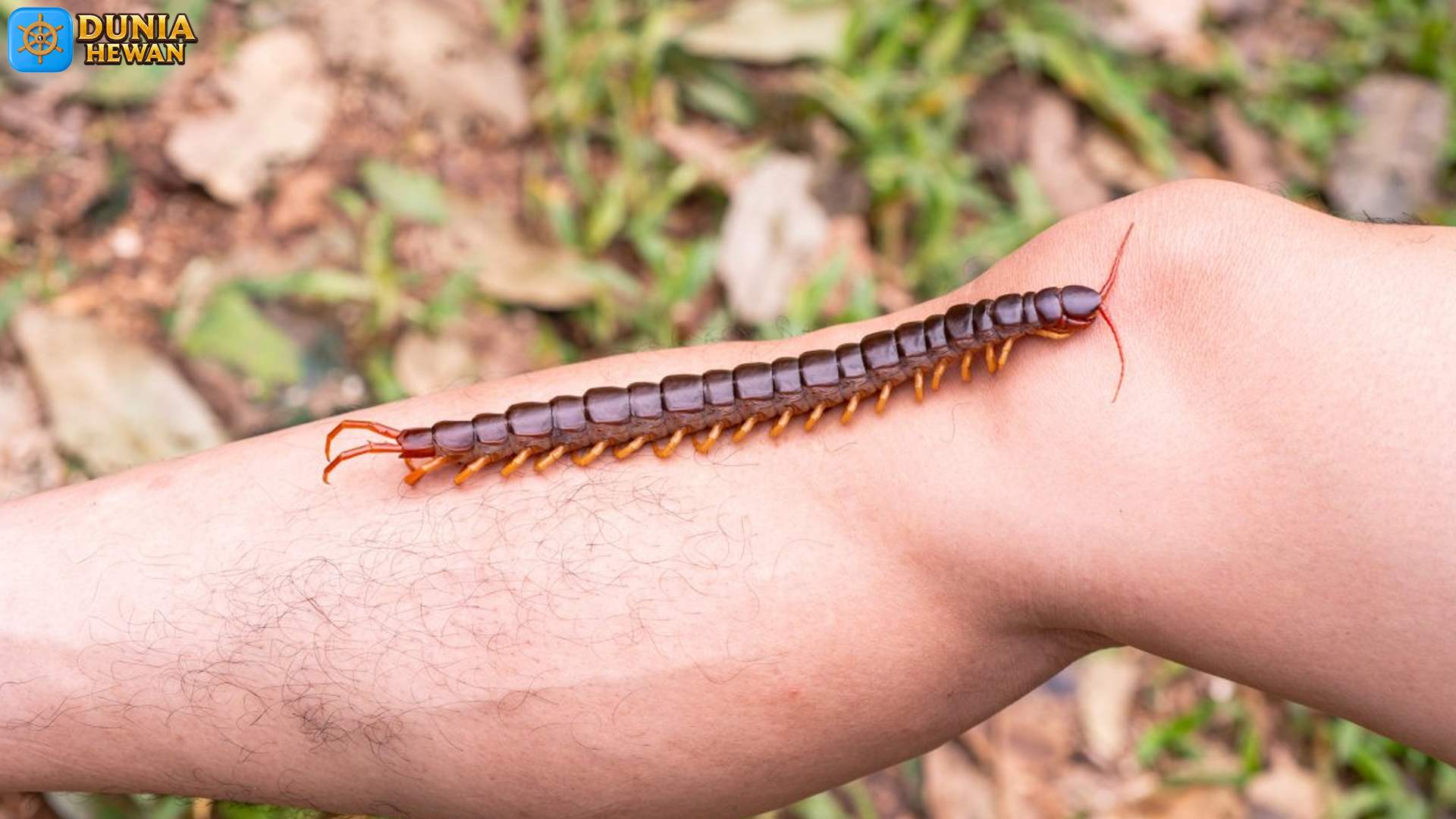 Scolopendra: 6 Keunikan Biologis yang Mengejutkan Peneliti Baru