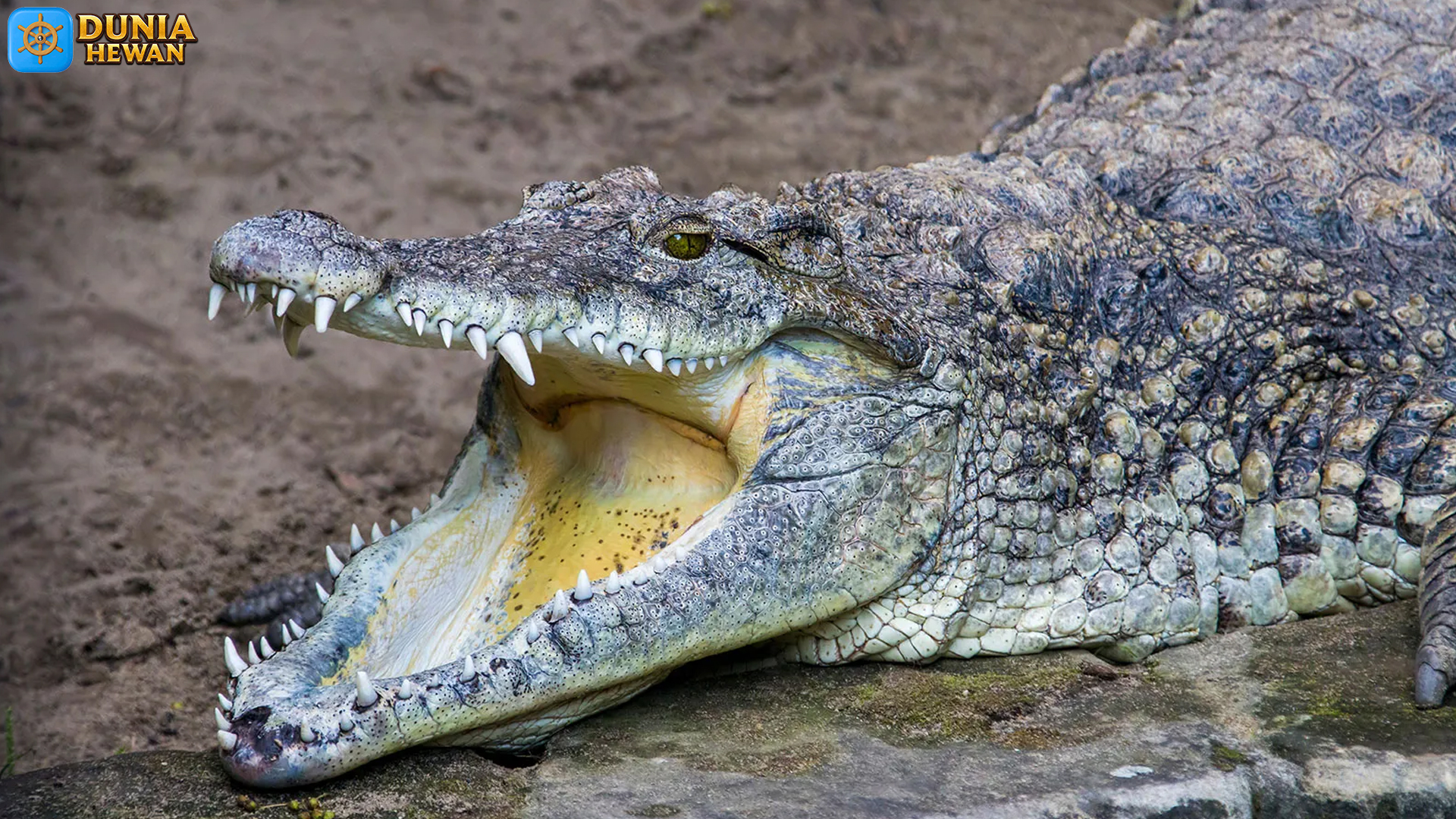 Buaya Kuba dan 5 Fakta Menarik yang Bikin Peneliti Tercengang