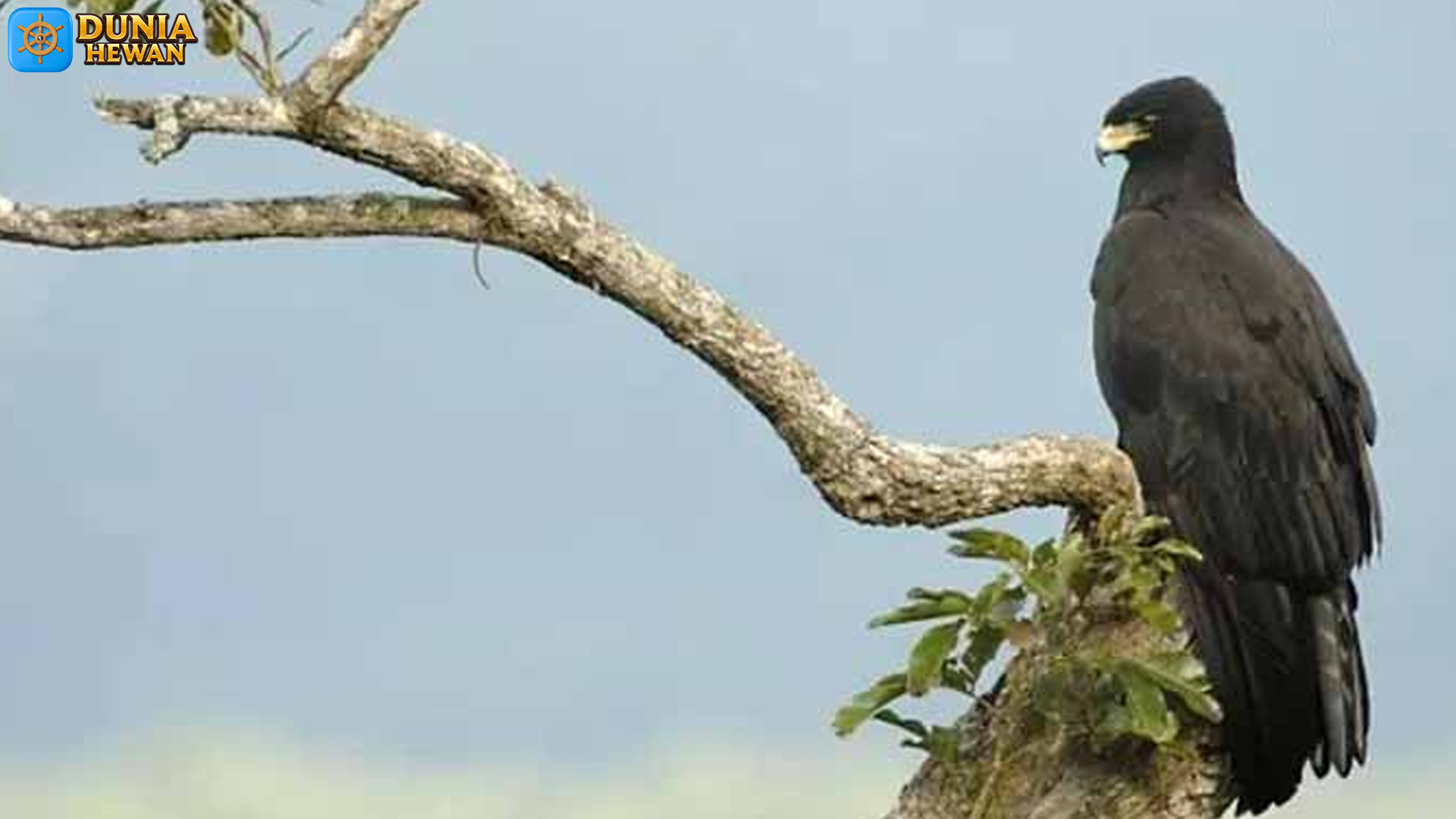 Perjalanan Elang Hitam Melintasi 3 Benua yang Mempesona