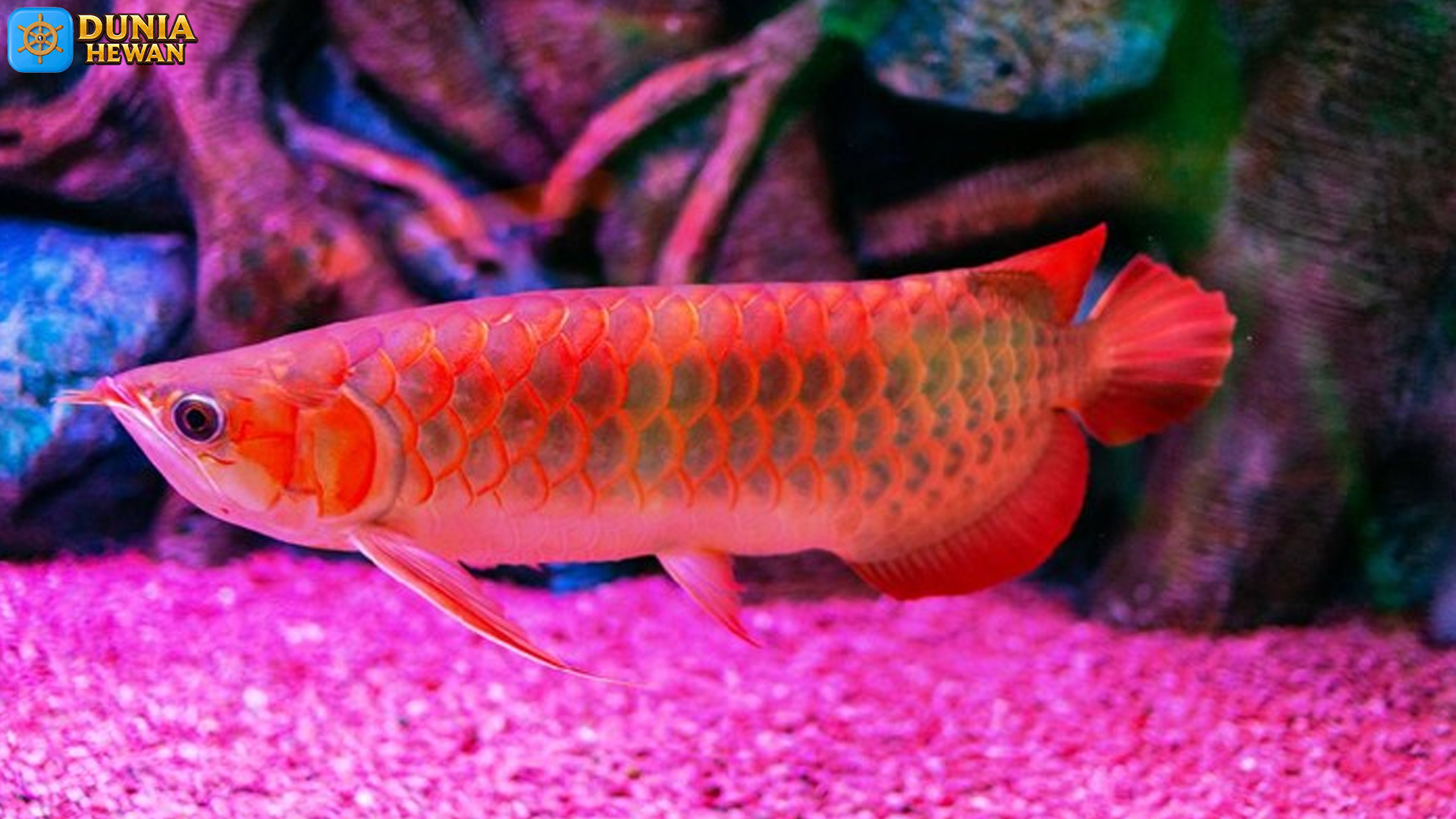 Tak Sekadar Ikan Hias, Ikan Siluk Merah Punya 5 Nilai Istimewa