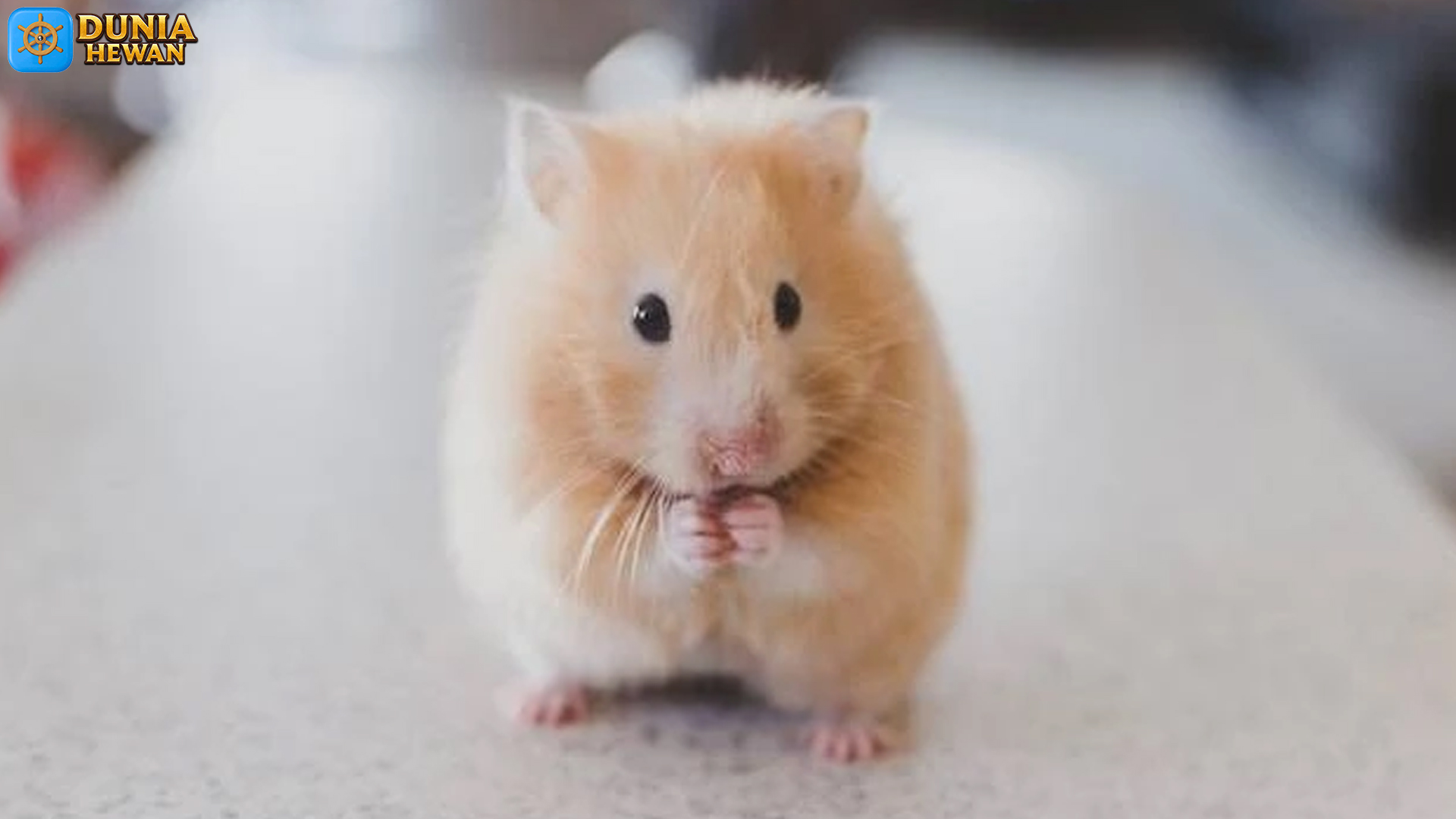 Rahasia 3 Kebiasaan Unik Hamster Suriah yang Jarang Diketahui