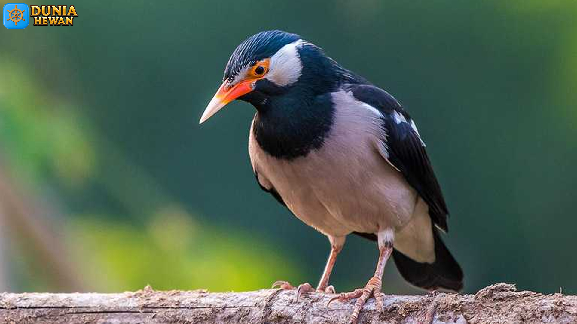 Burung Jalak dan 5 Ciri Khas yang Membuatnya Mudah Dikenali