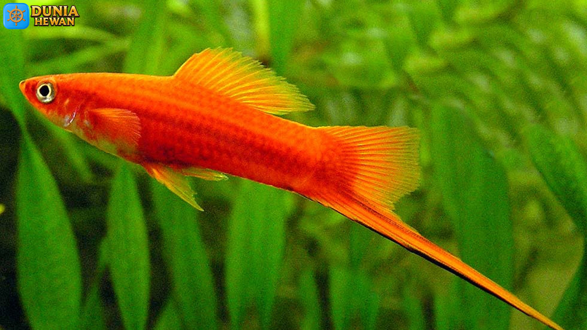 4 Fakta Ekologis Ikan Ekor Pedang yang Membuatnya Spesial