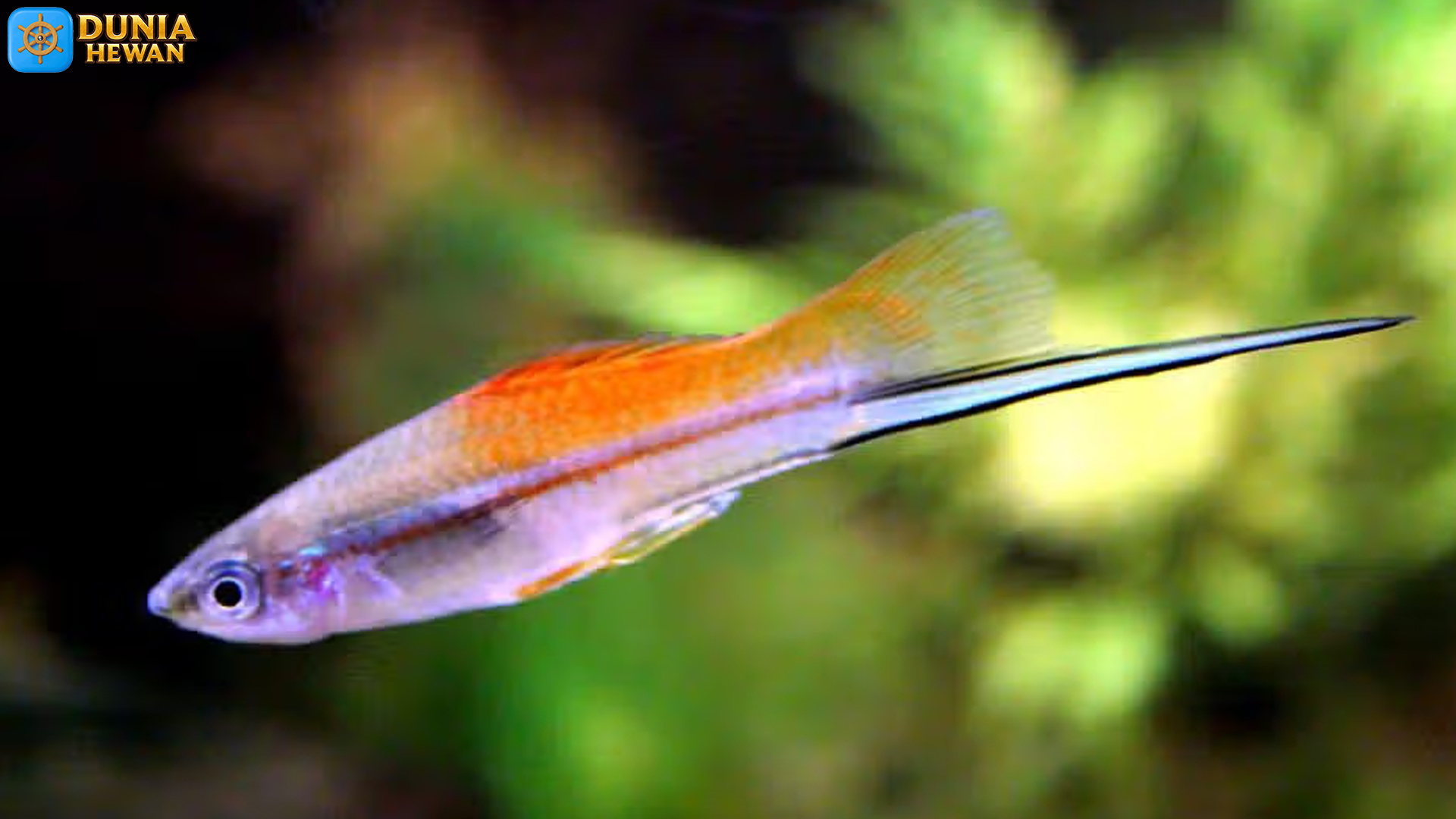 4 Fakta Ekologis Ikan Ekor Pedang yang Membuatnya Spesial