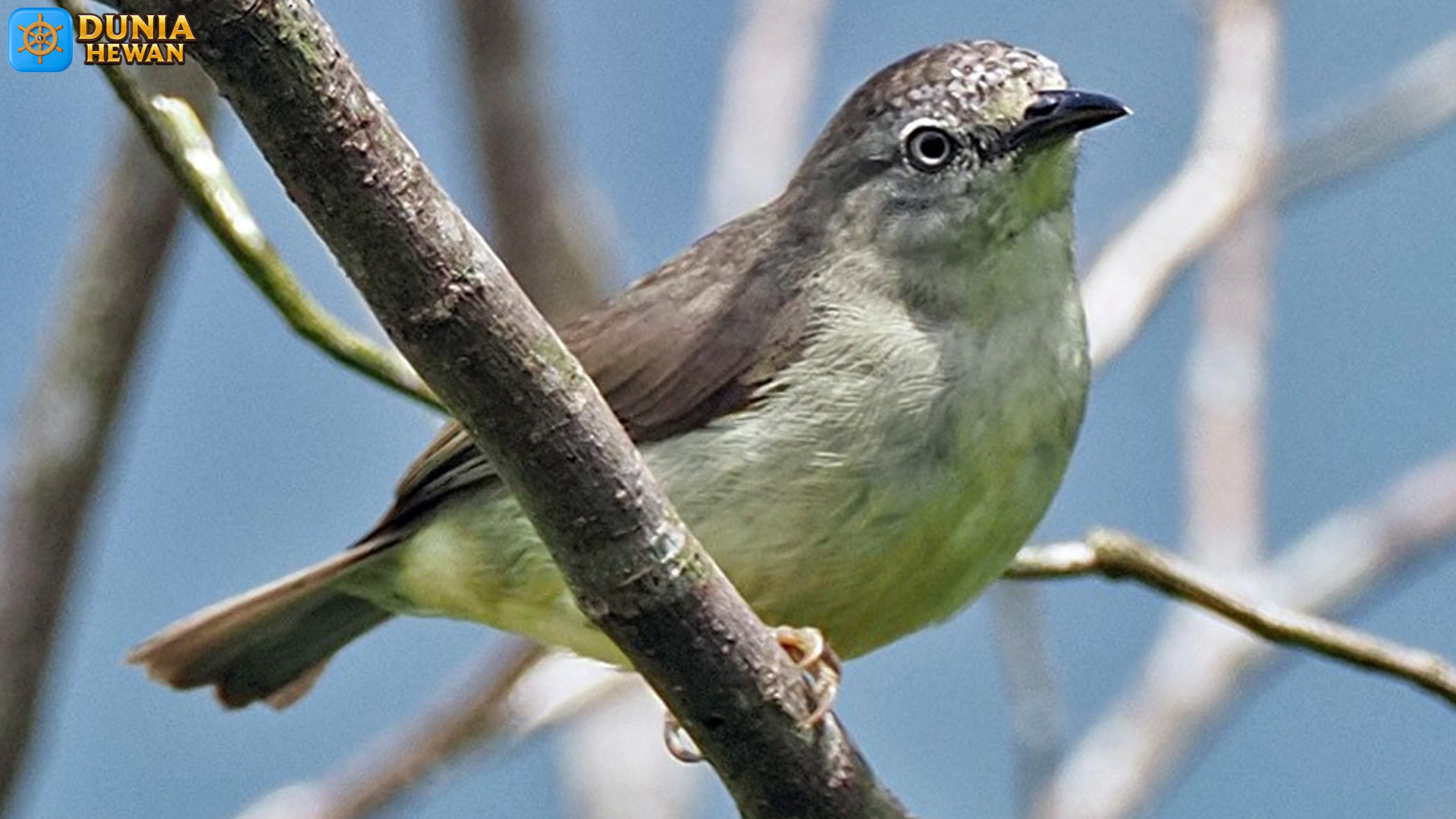 Mengulik 5 Keunikan Burung Opior Kalimantan di Alam Liar