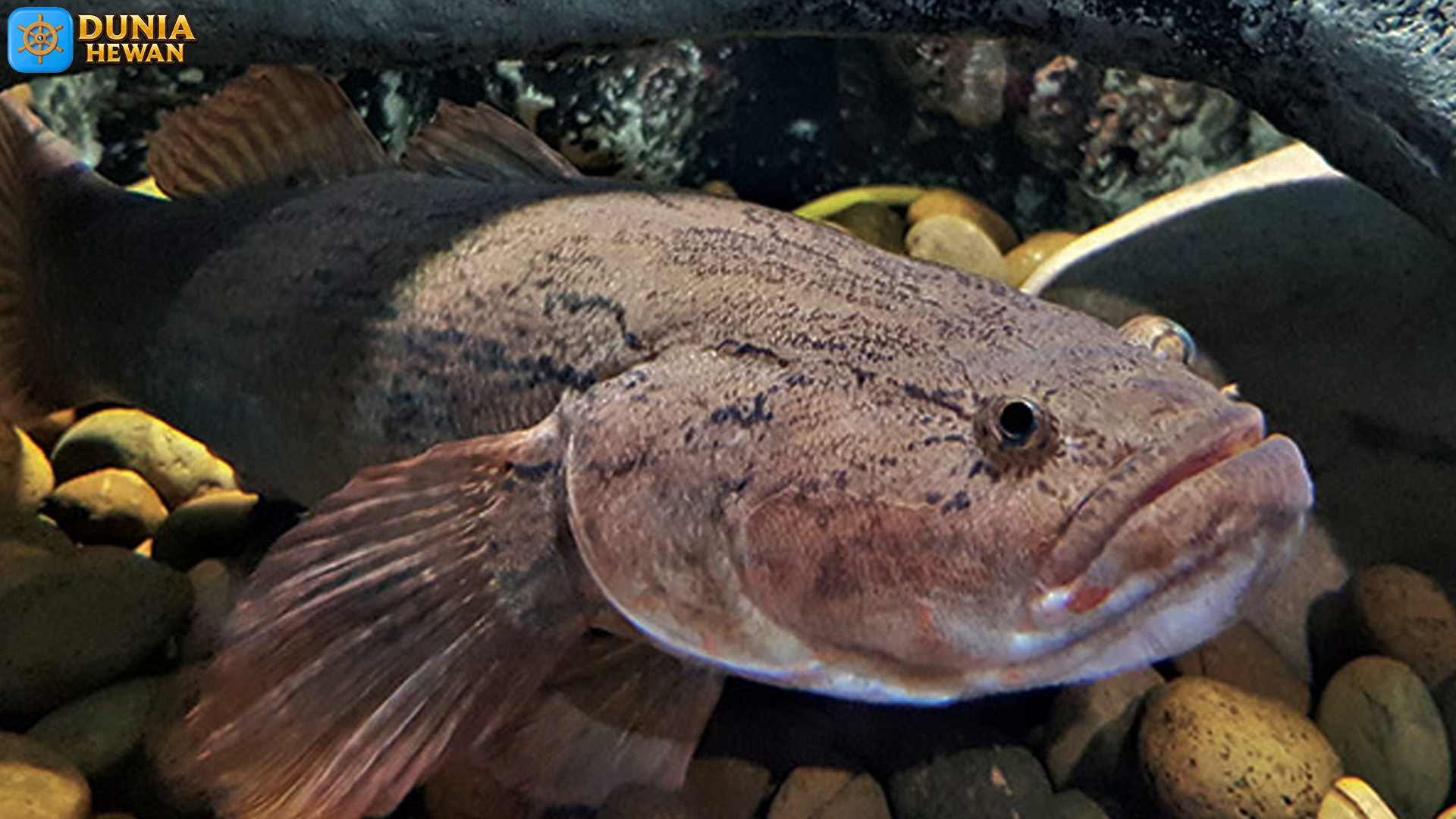 Ikan Betutu: 5 Keunikan yang Membuat Habitat Lebih Hidup