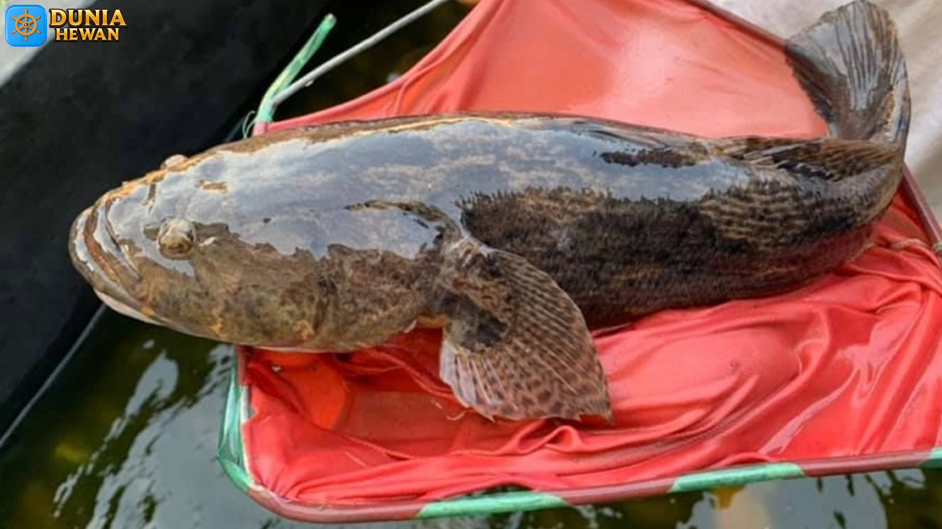 Ikan Betutu: 5 Keunikan yang Membuat Habitat Lebih Hidup
