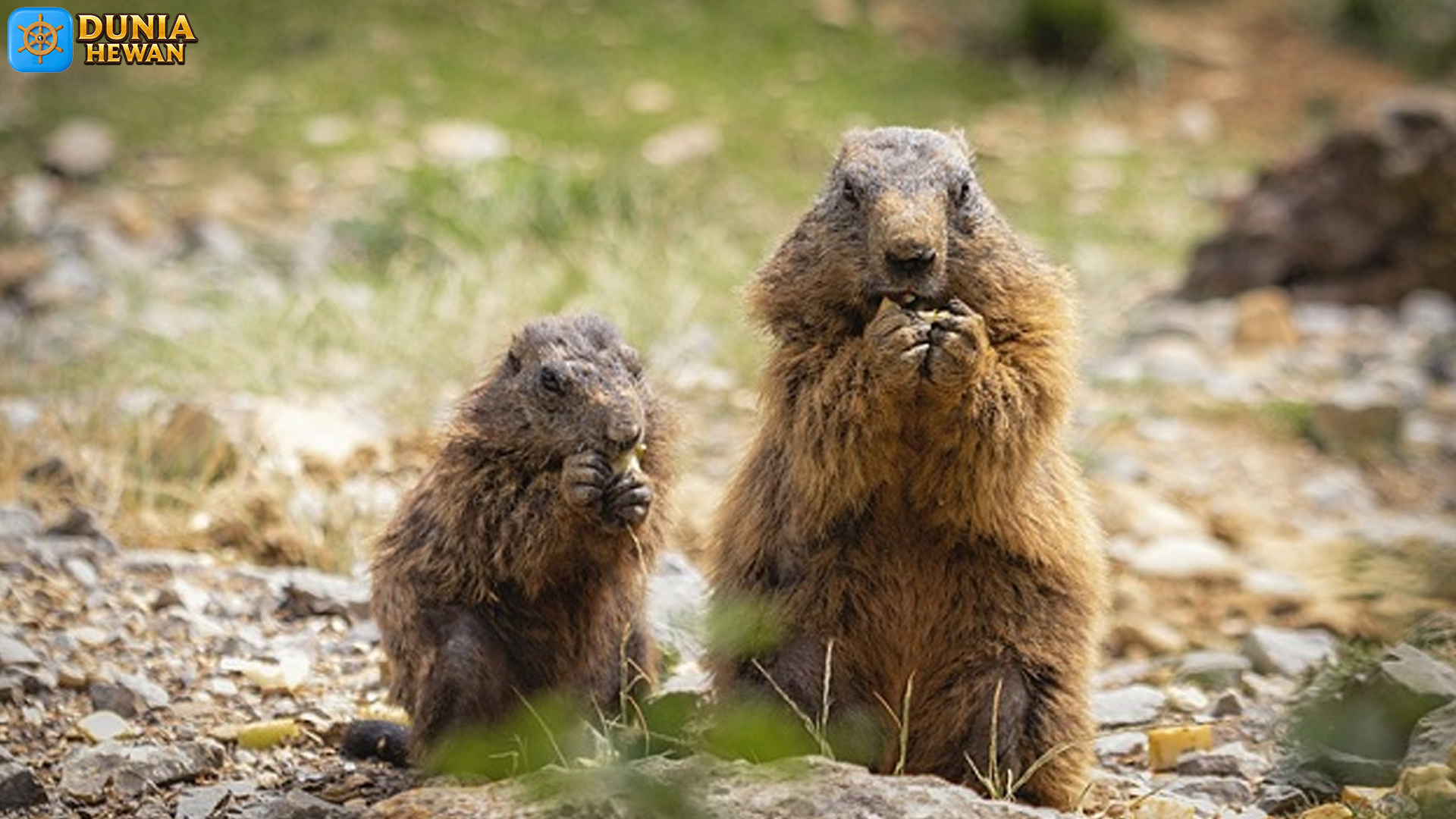 Marmot Tanah Hadir dengan 5 Adaptasi Menarik untuk Hidup
