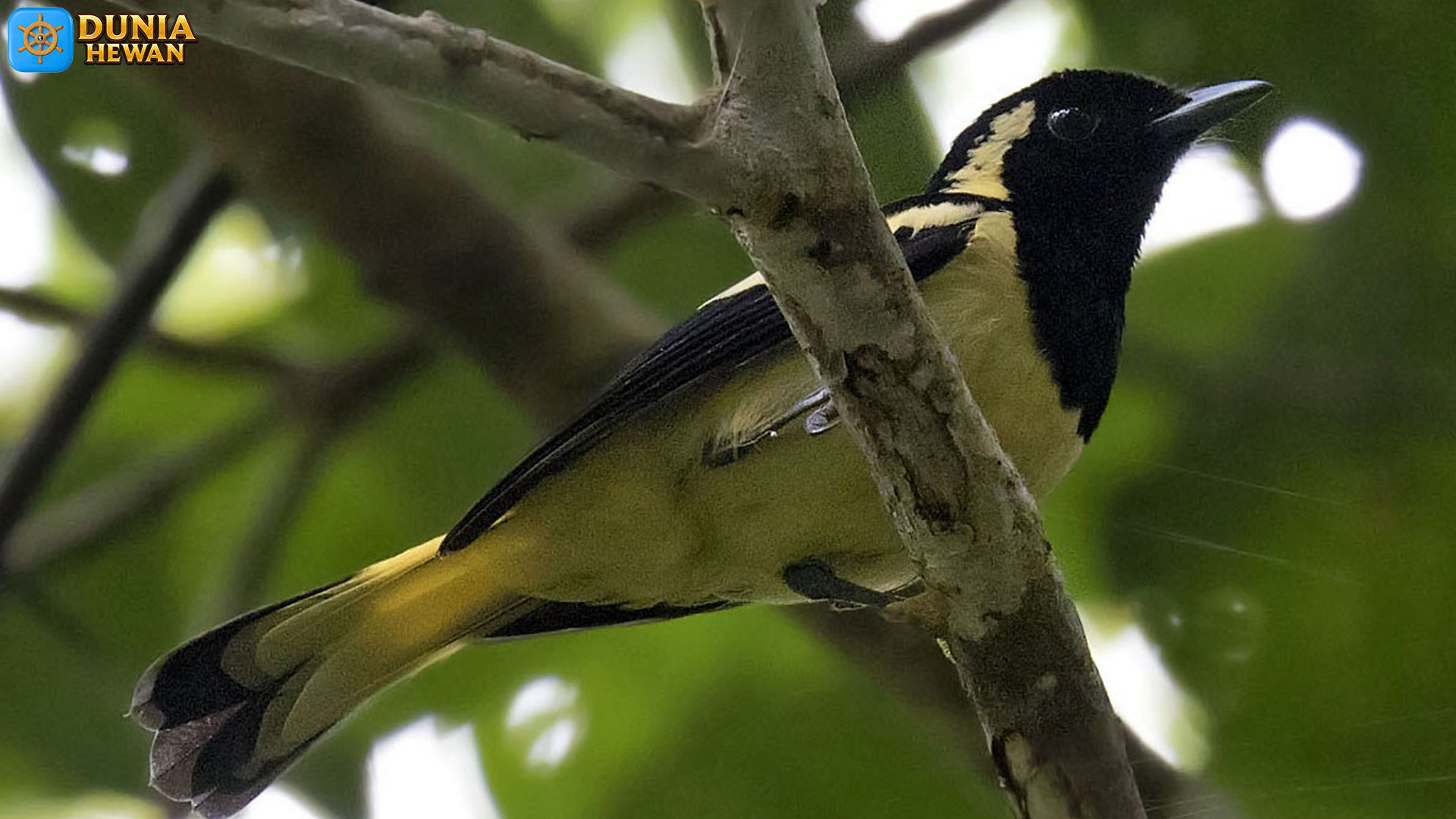 Burung Kehicap Biak: 5 Karakteristik yang Jarang Disadari